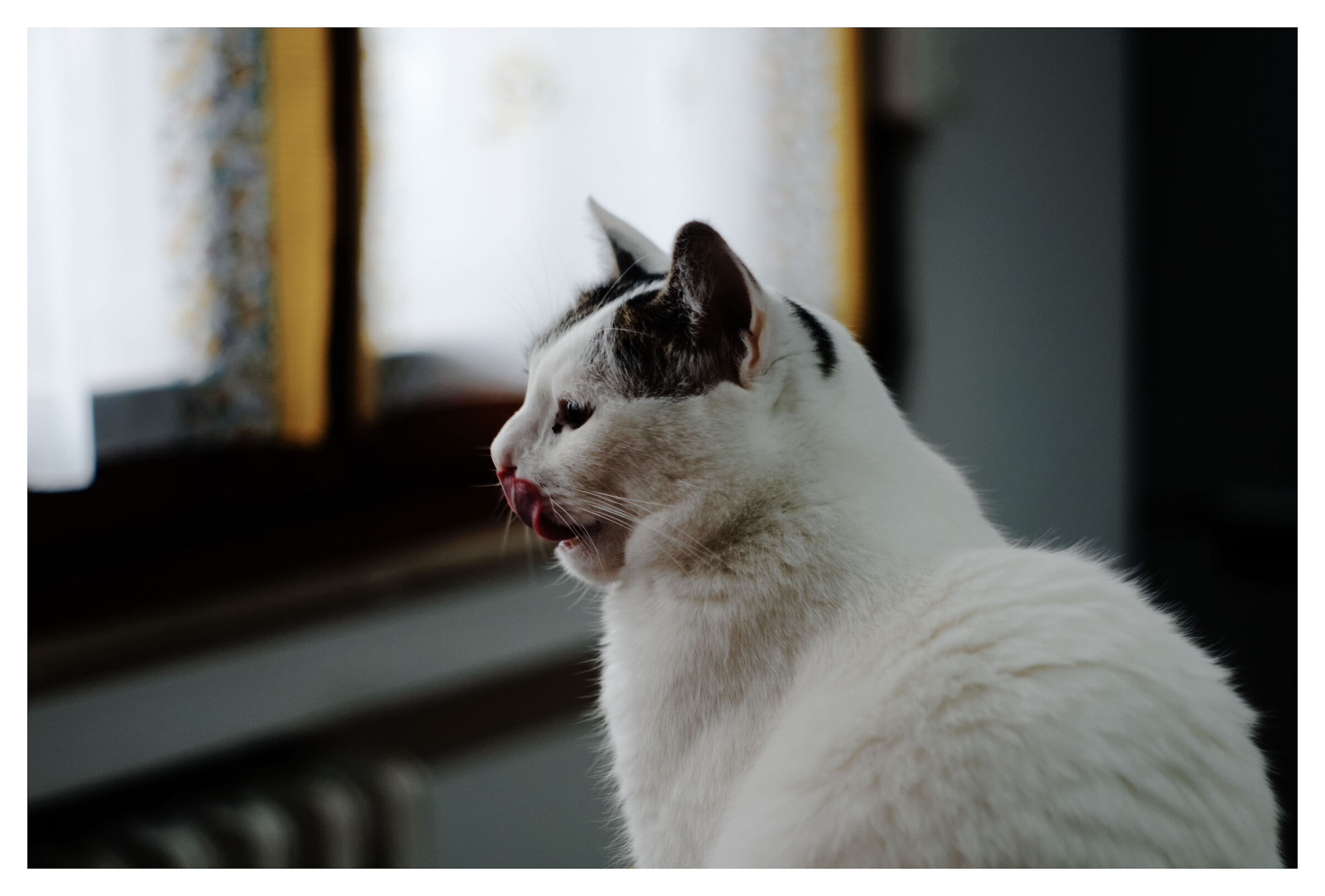 Houdinì in Kodachrome