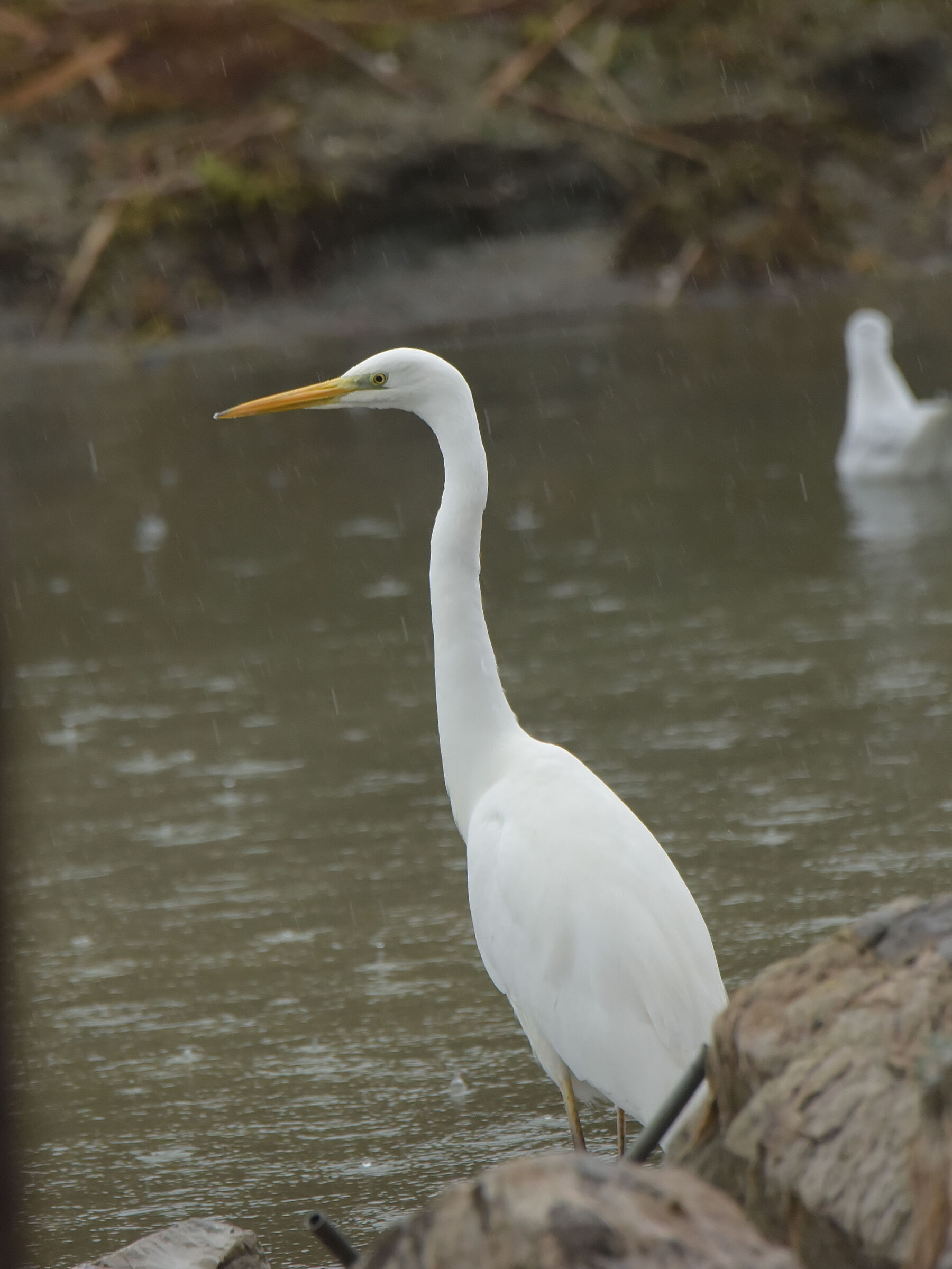 Heron in the rain
