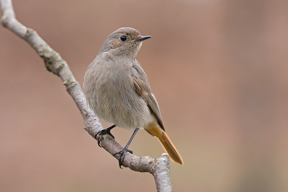codirossa spazzacamino