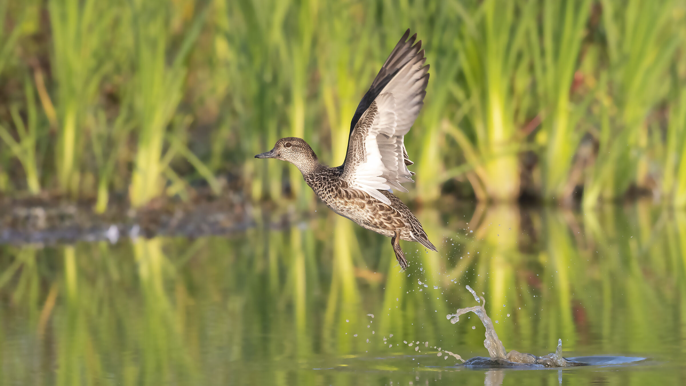 the detachment of the Teal