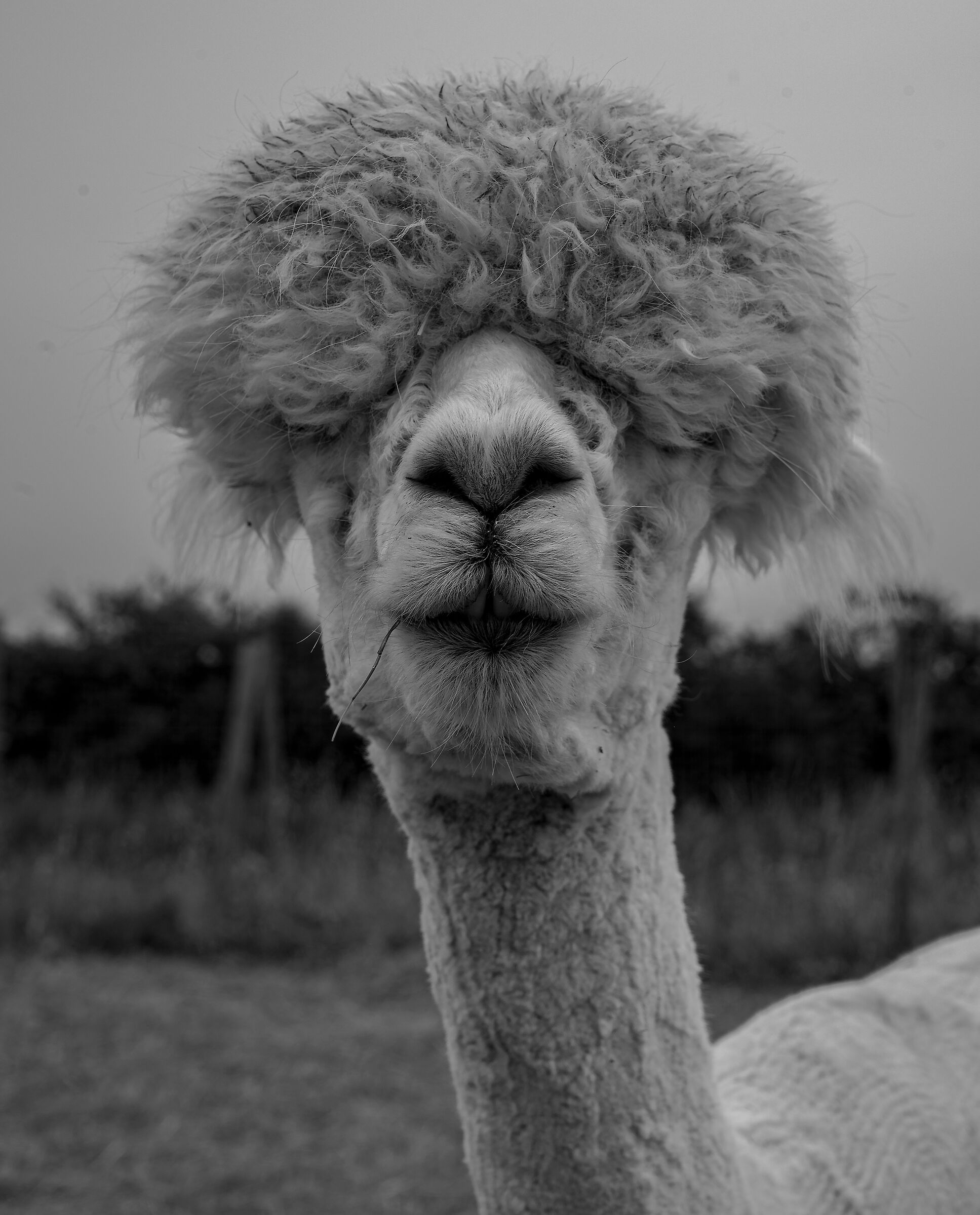 alpaca mio....torna a casa tua