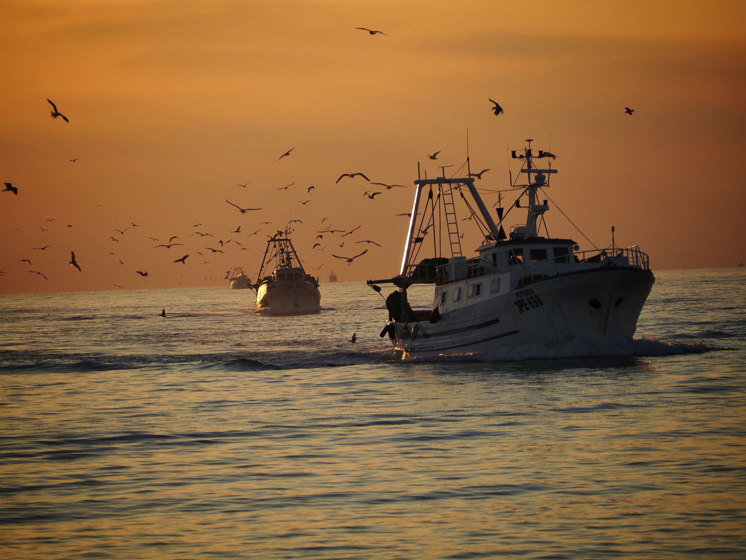 Gabbiani al tramonto