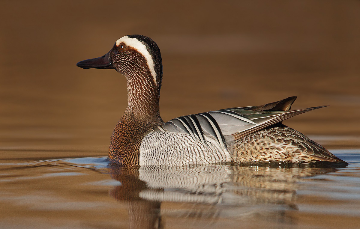 Garganey