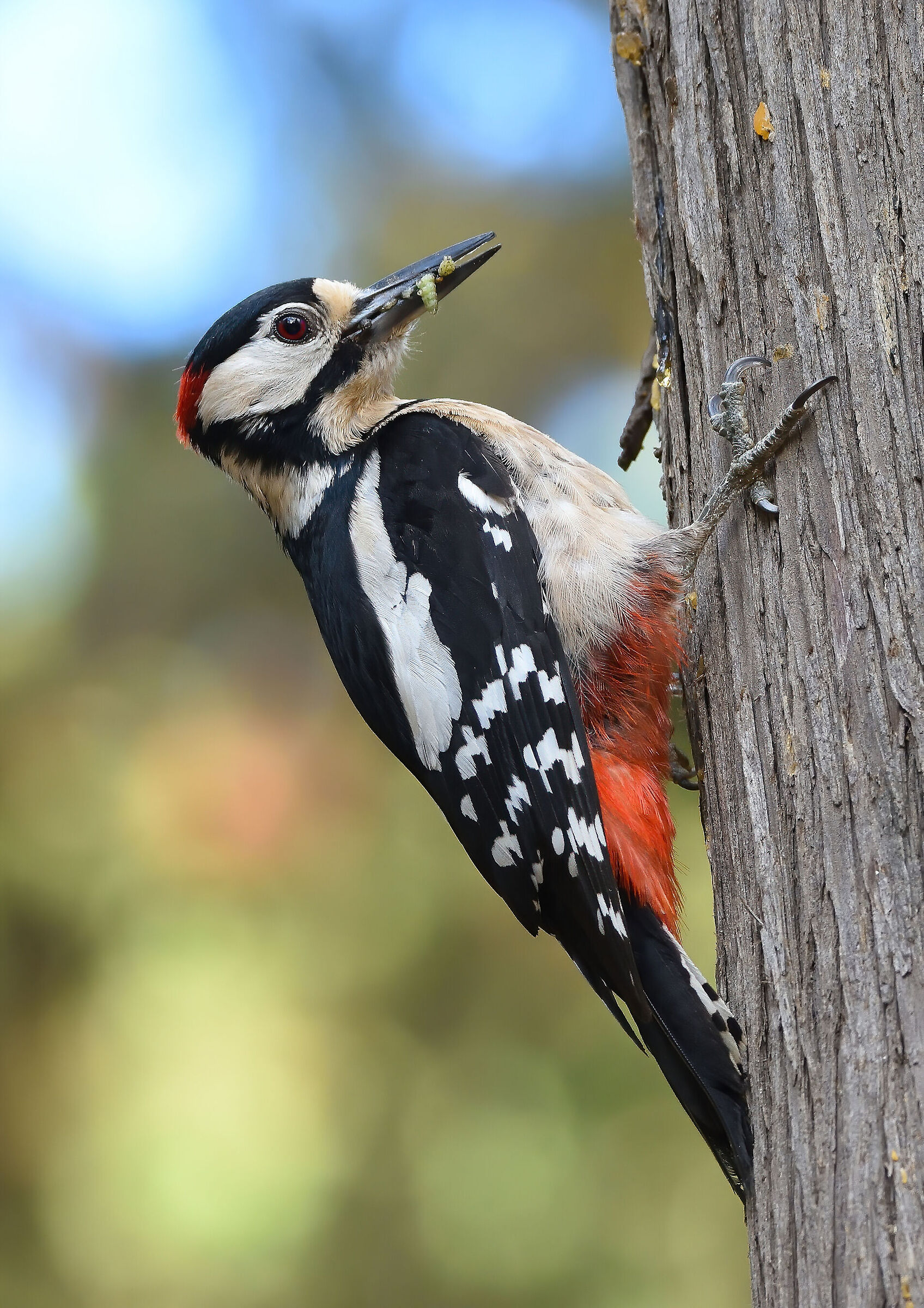 Greater red woodpecker