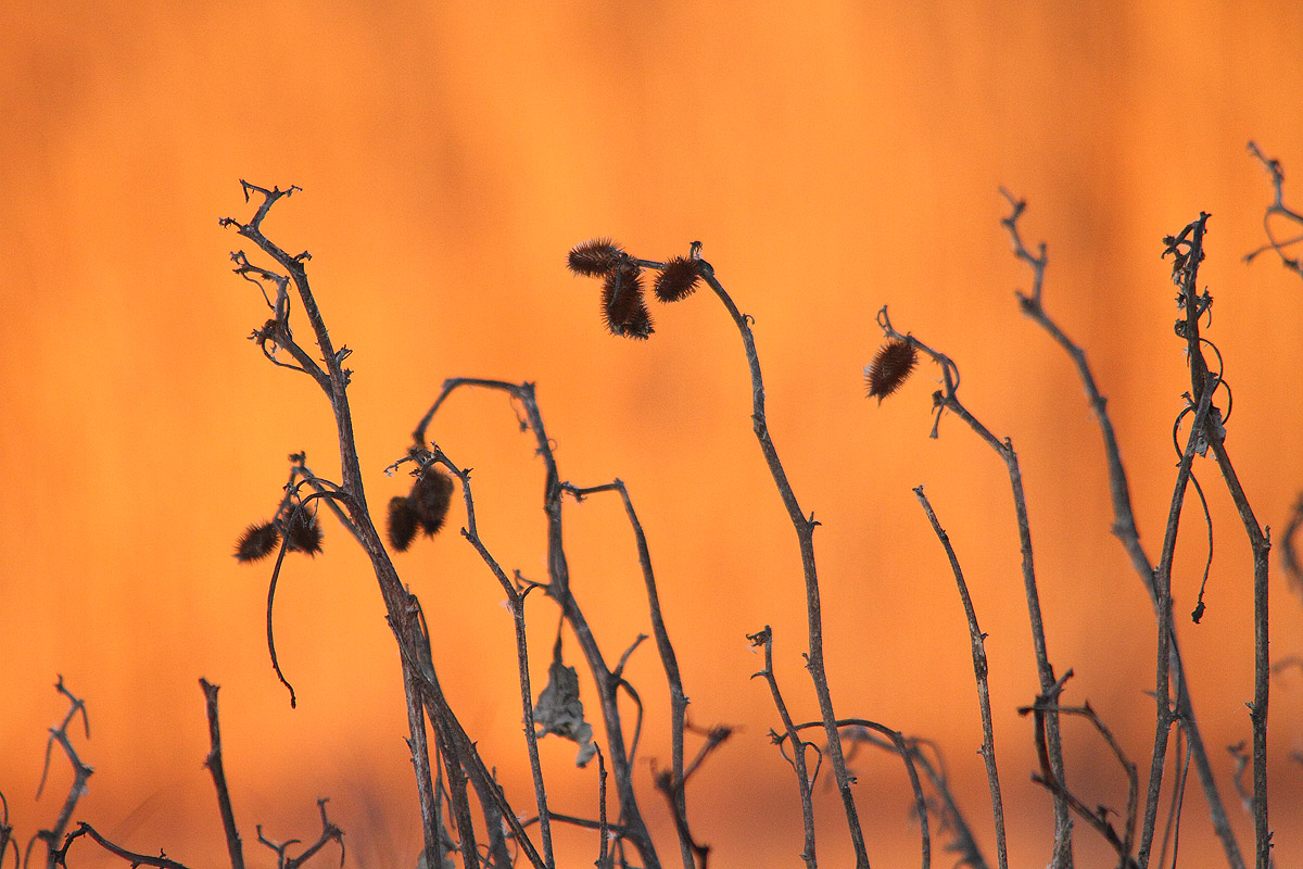 First light in the swamp