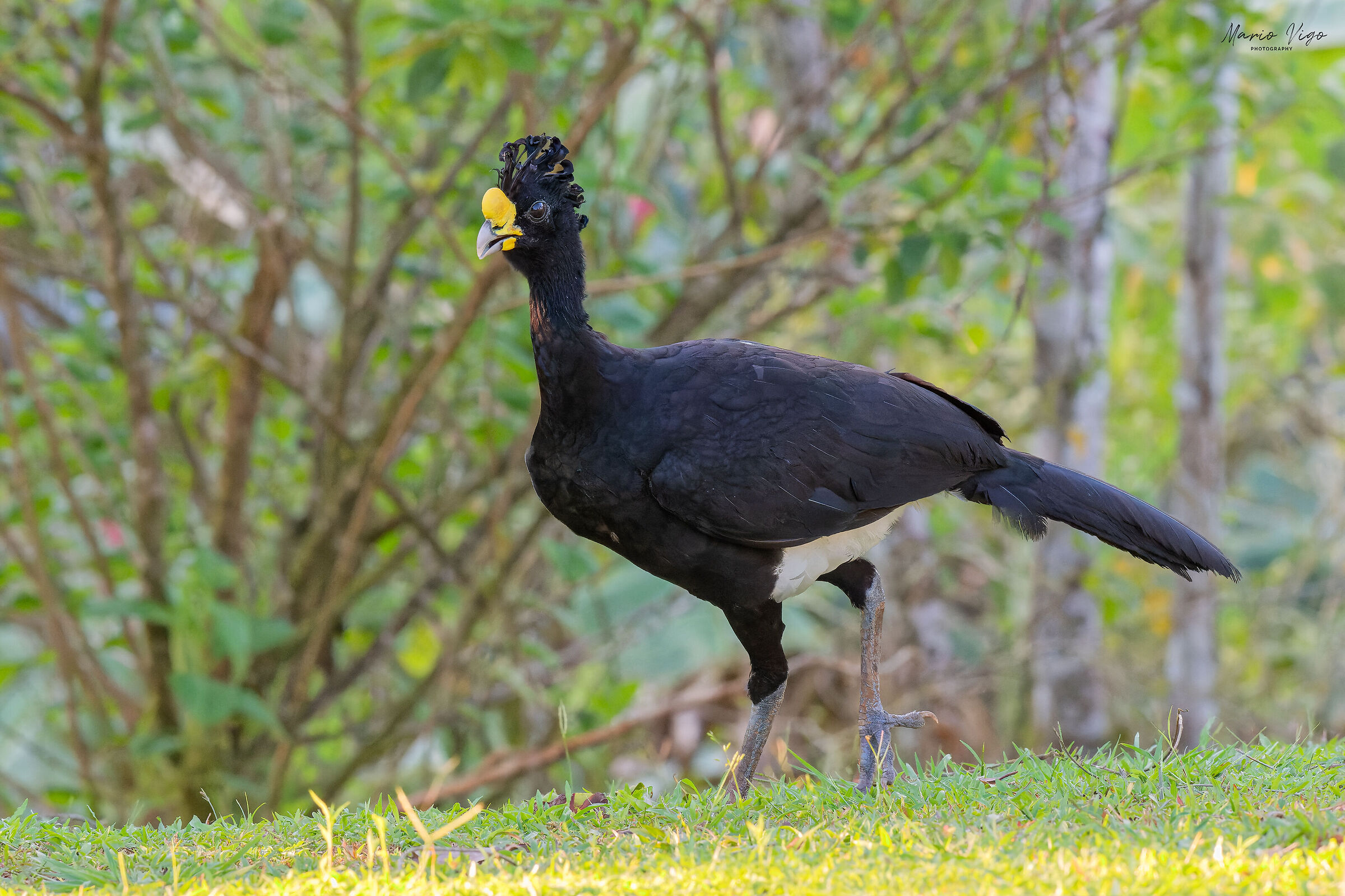 Hocco major (male)
