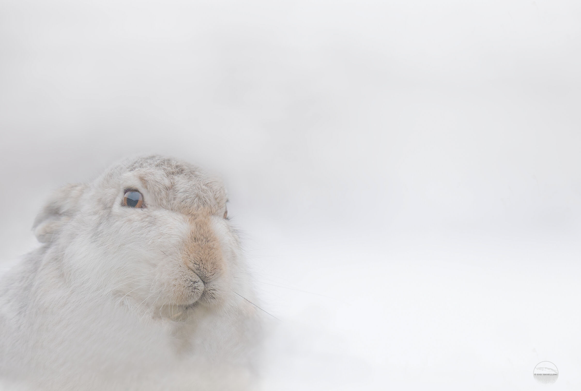 white in the snow