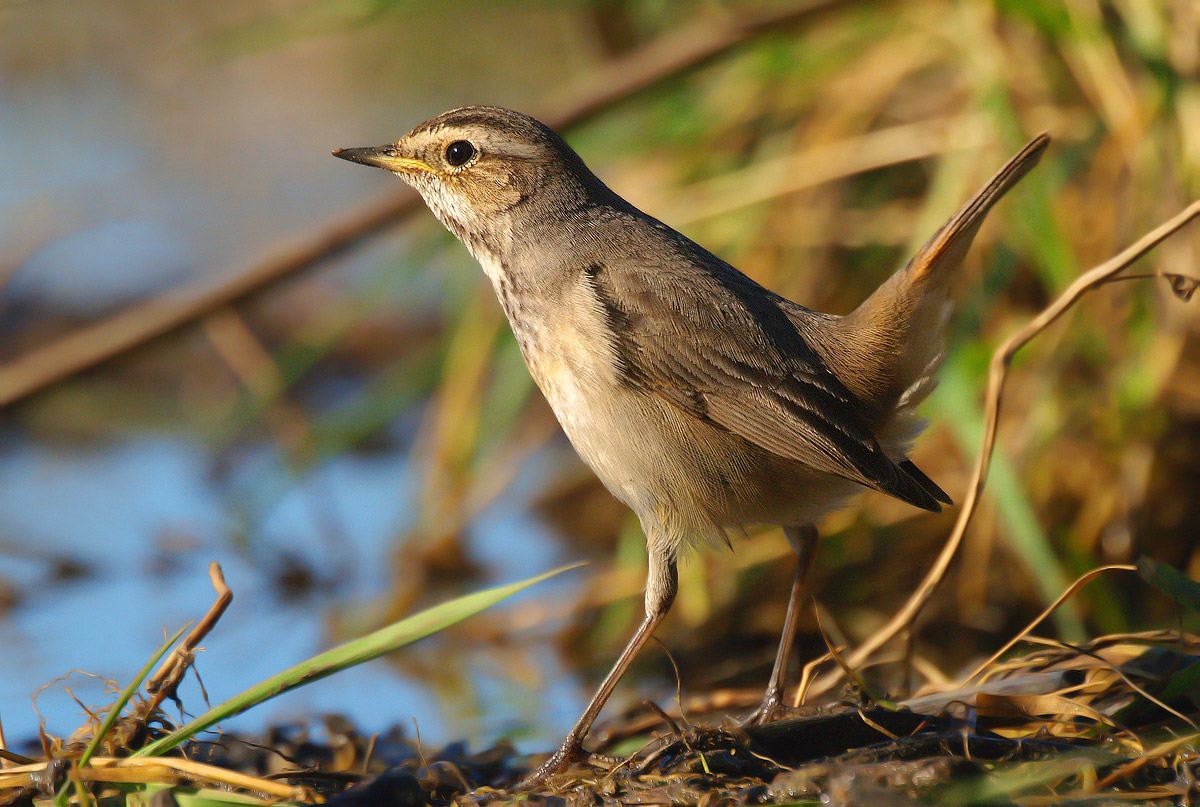 femmina di pettazzurro