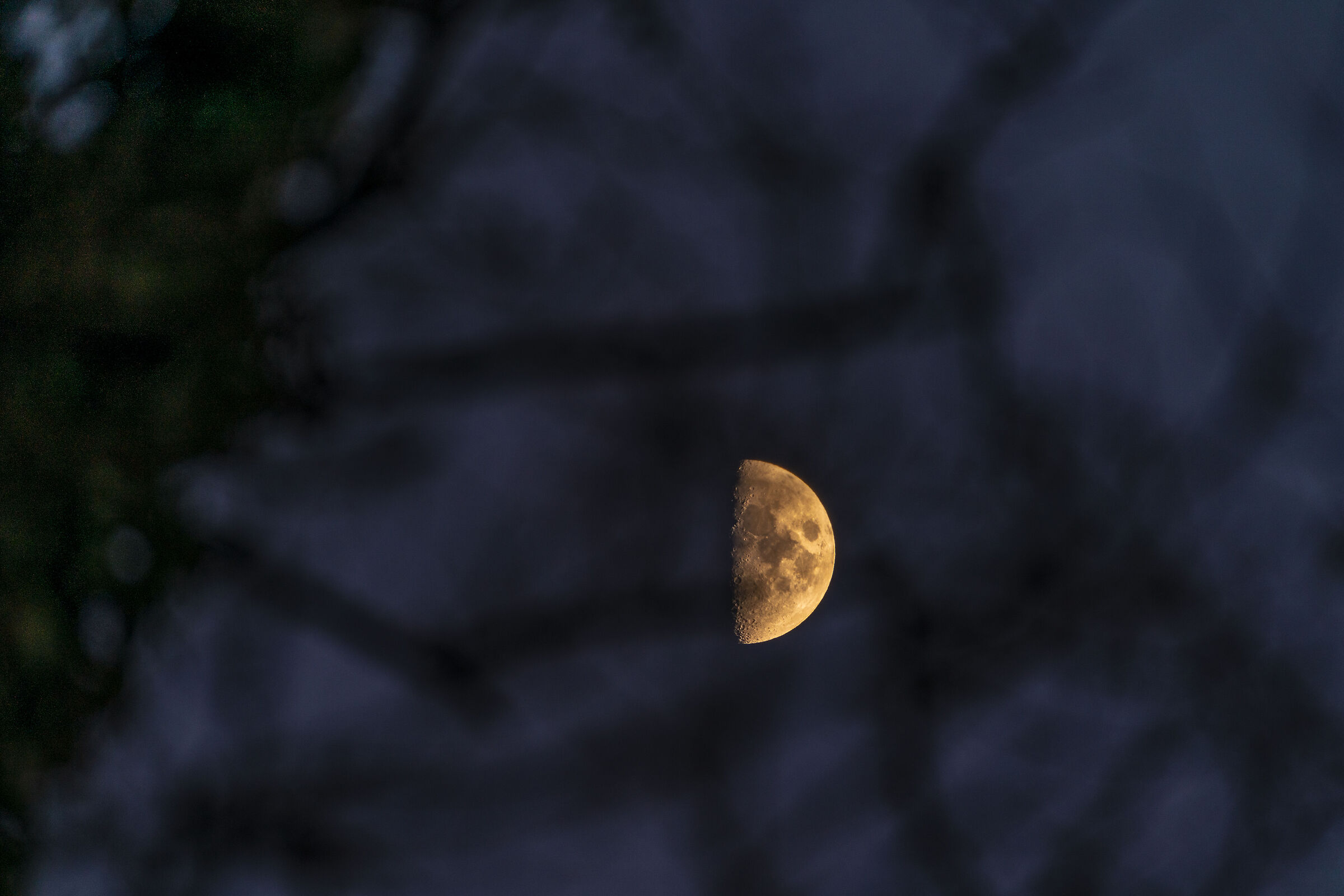 Moon in the wood