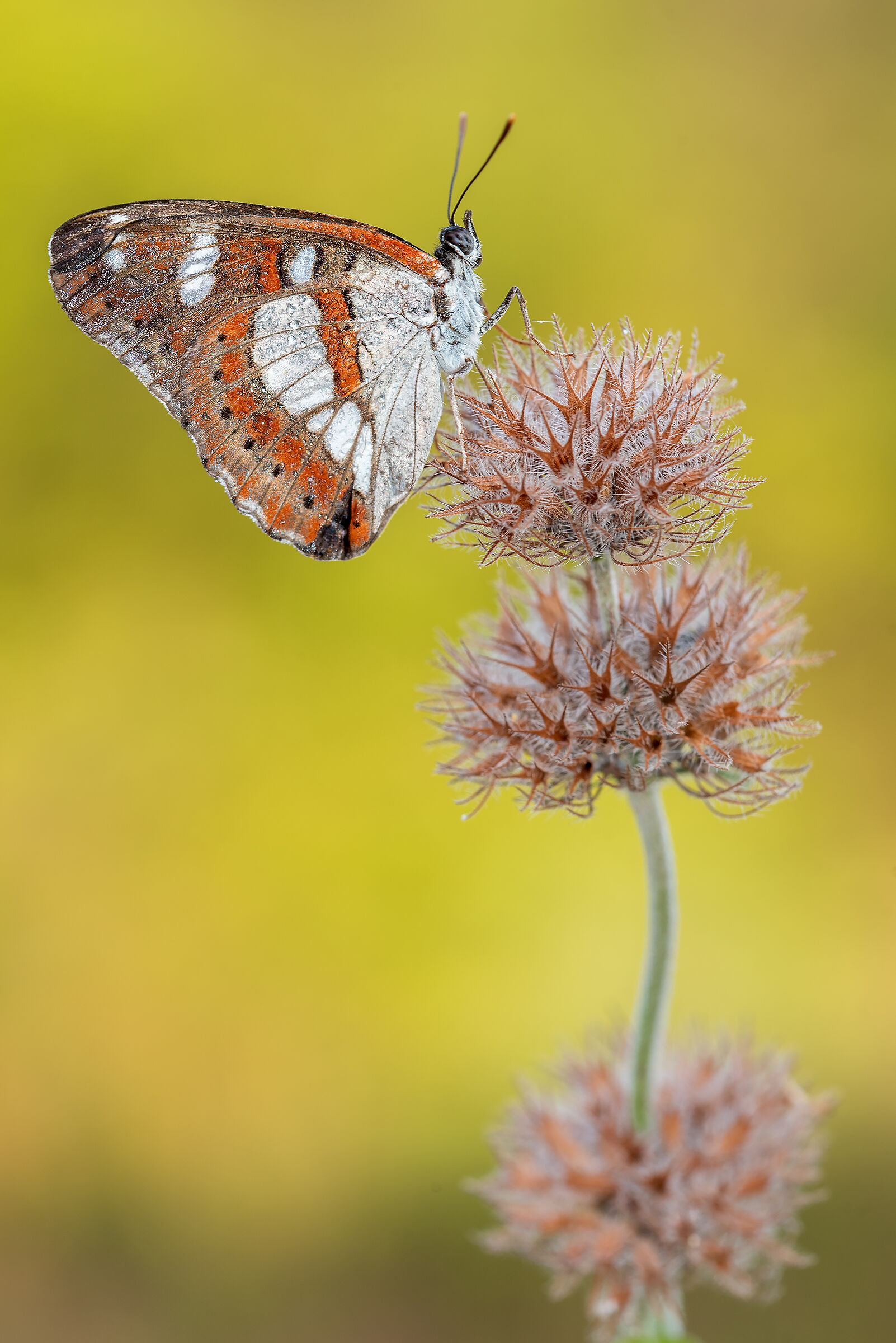 Limenitis reducta