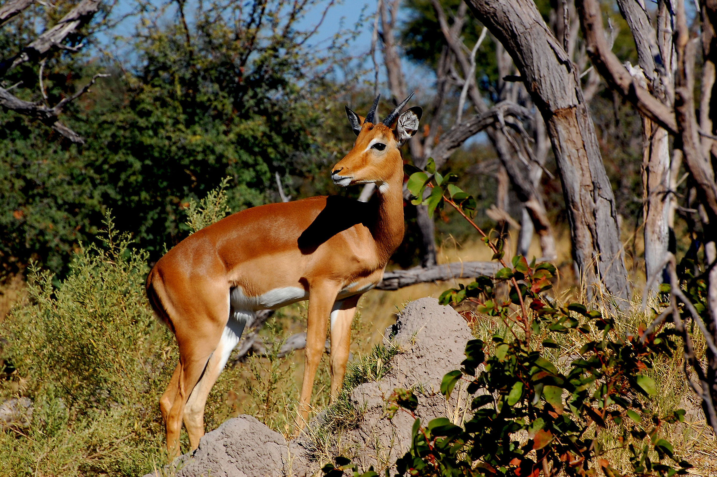Botswana: benvenuti nella Riserva Moremi