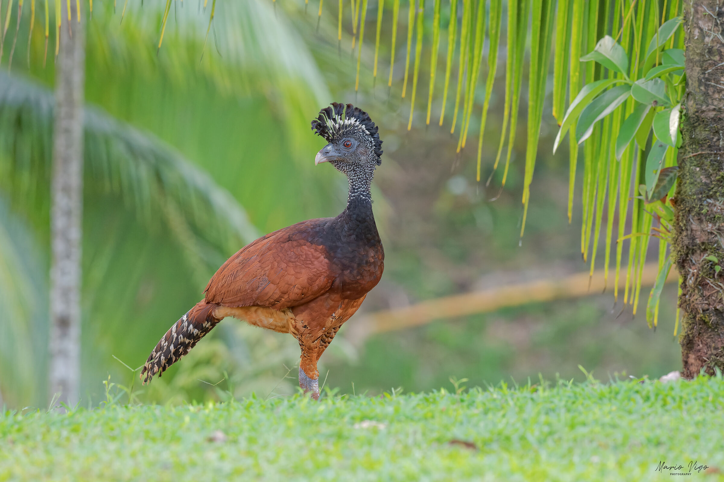 Hocco maggiore (female)