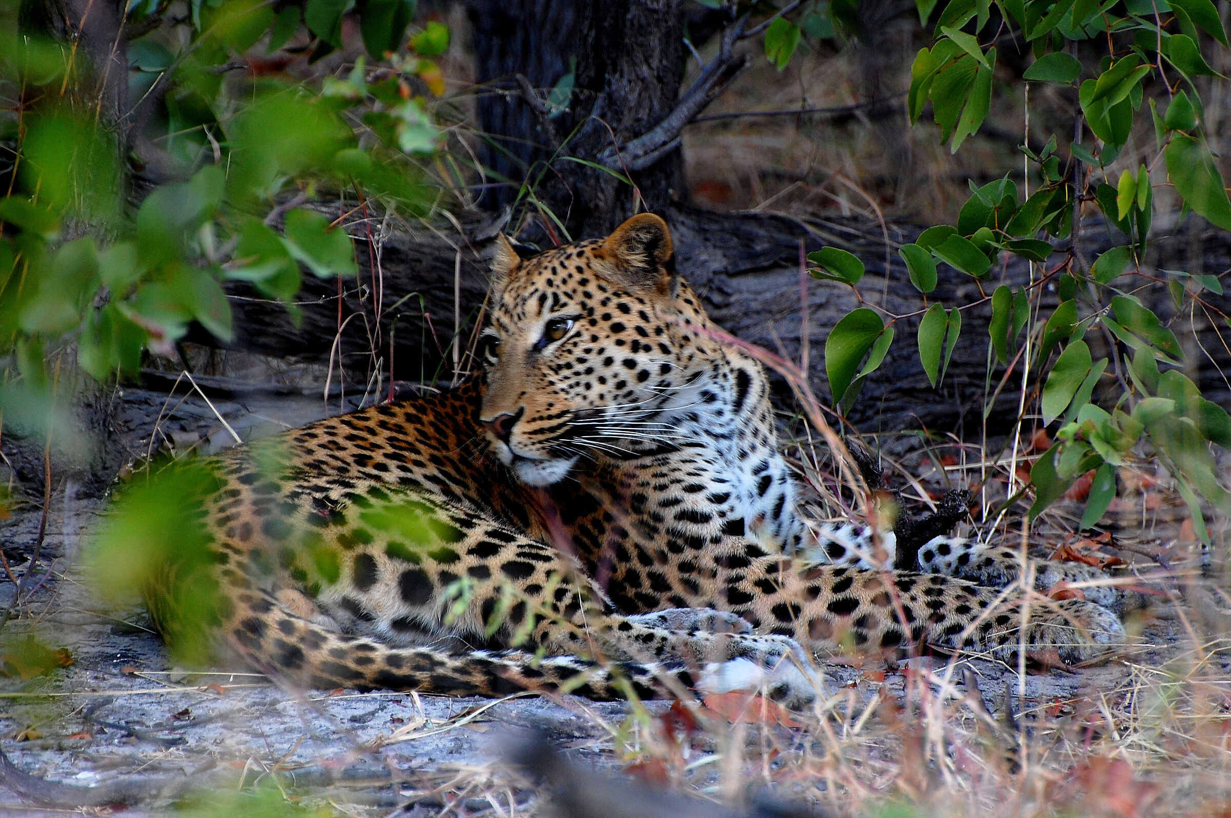 Botswana: Riserva Moremi.