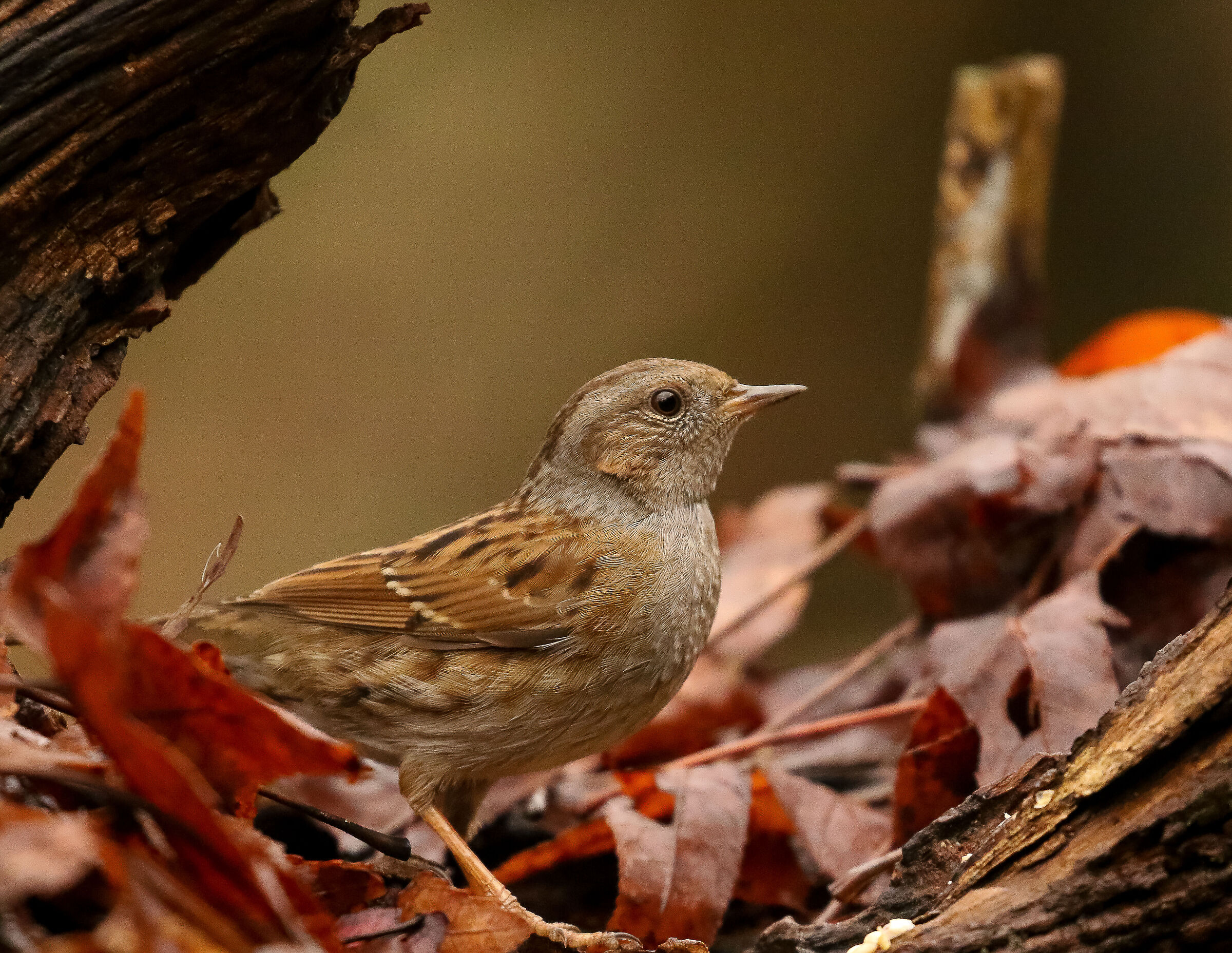 Very shy female chaffinch