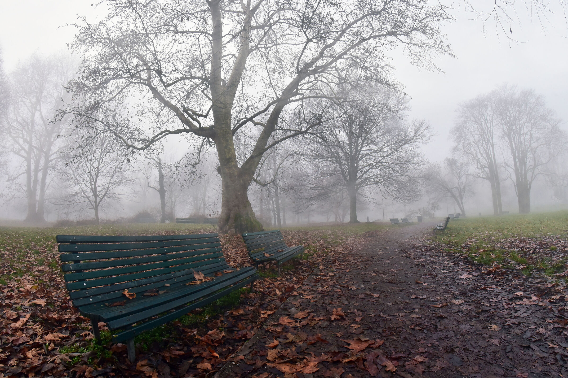 nebbia a Villa Litta (mi)