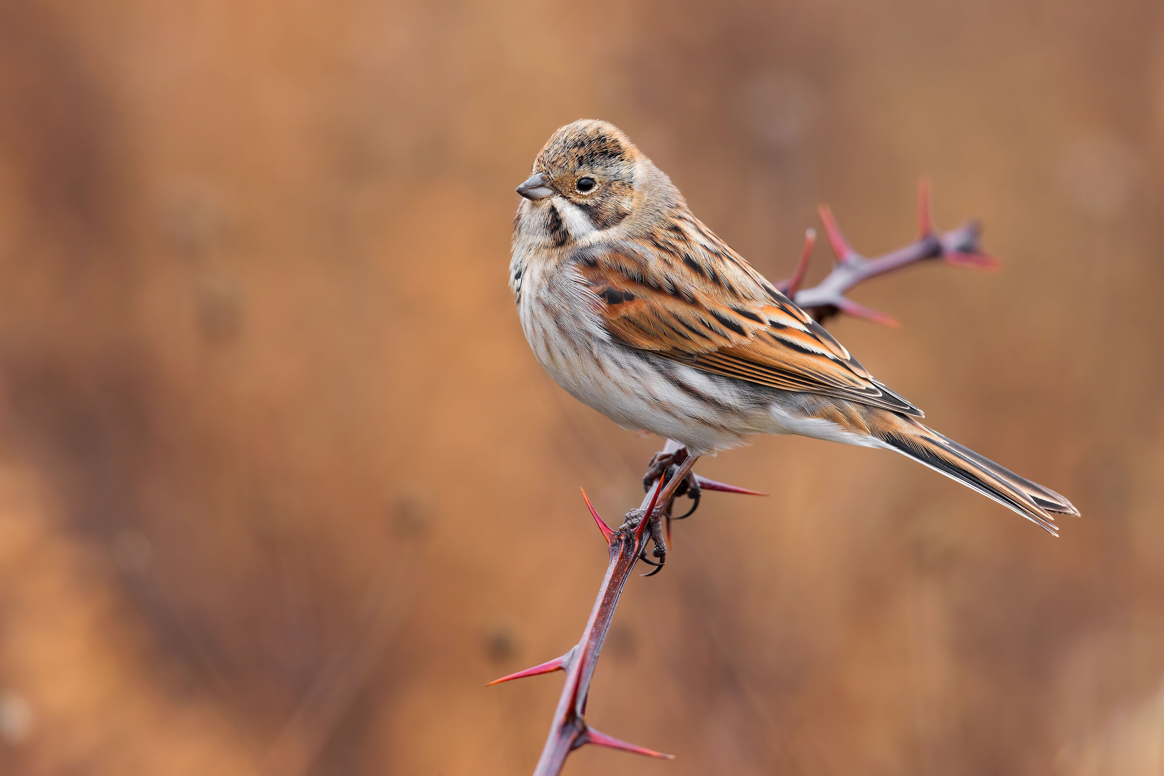 Migliarino di Palude
