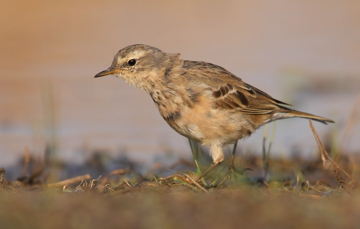 Young pipit