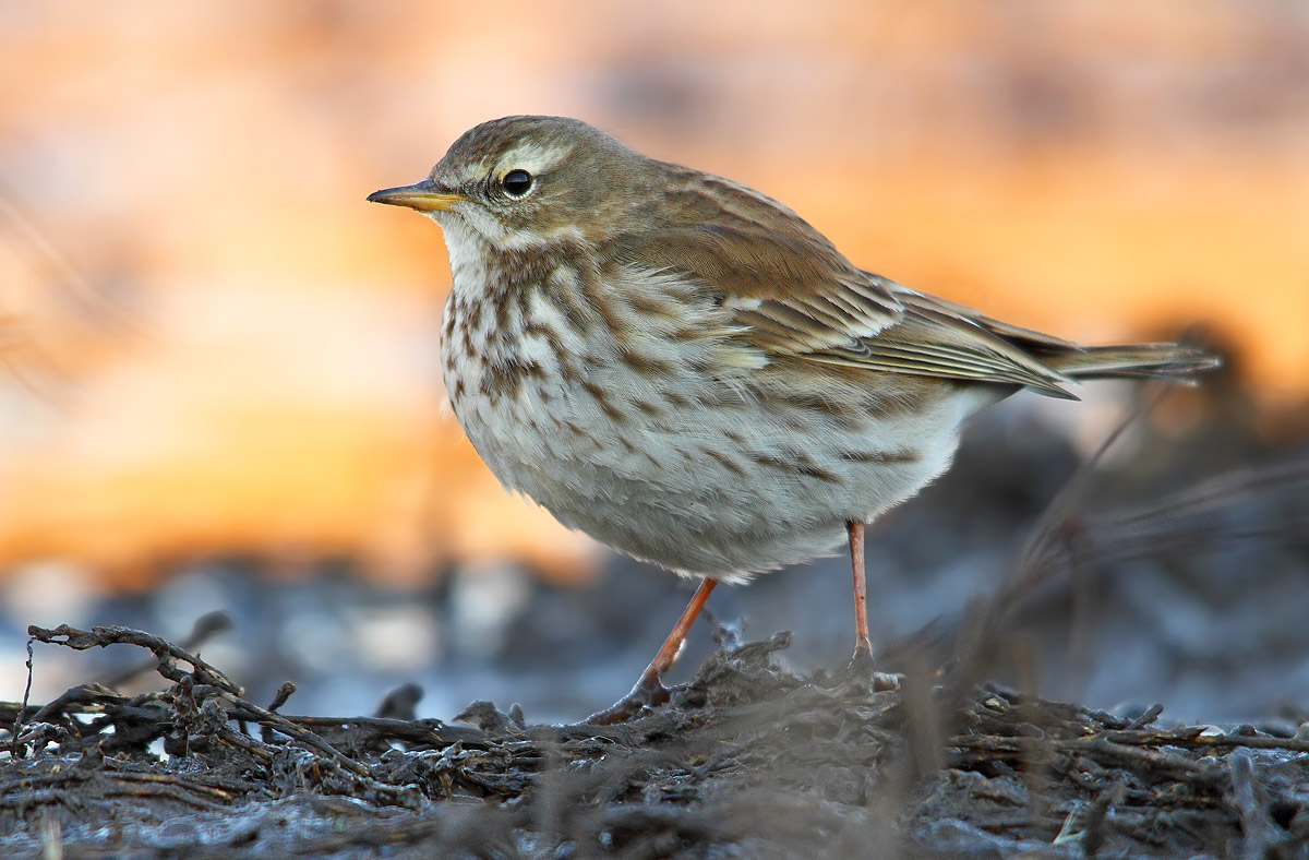 pipit