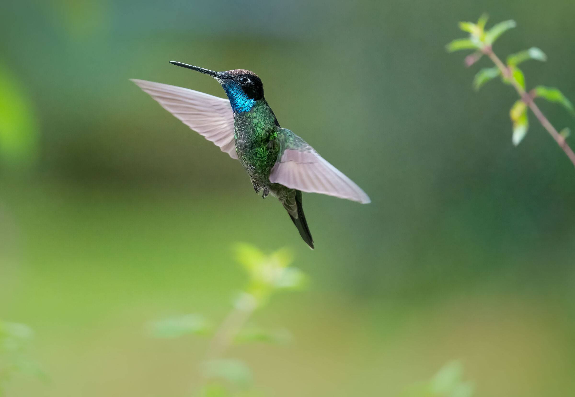 Colibrì