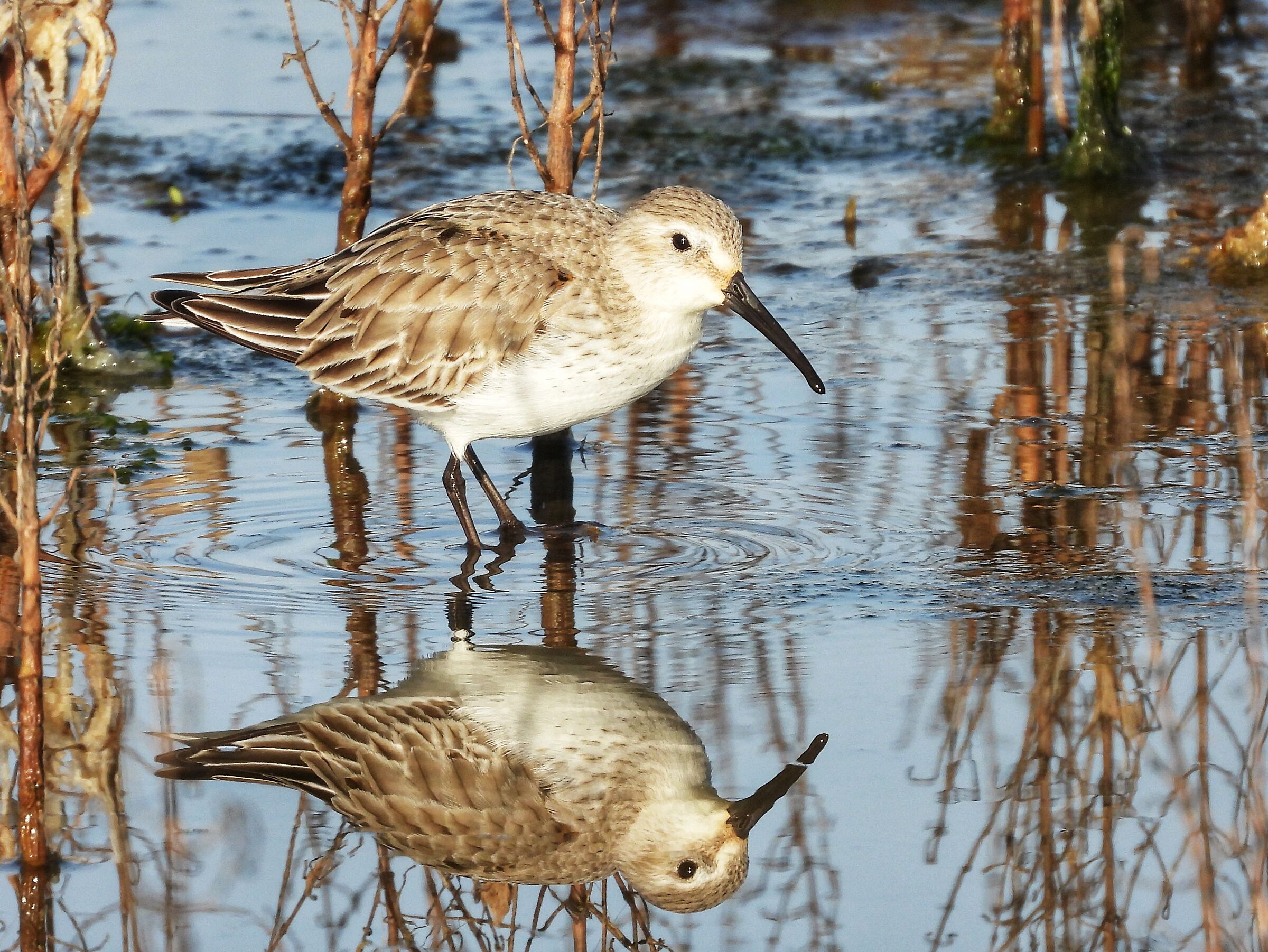 Piovanello pancianera