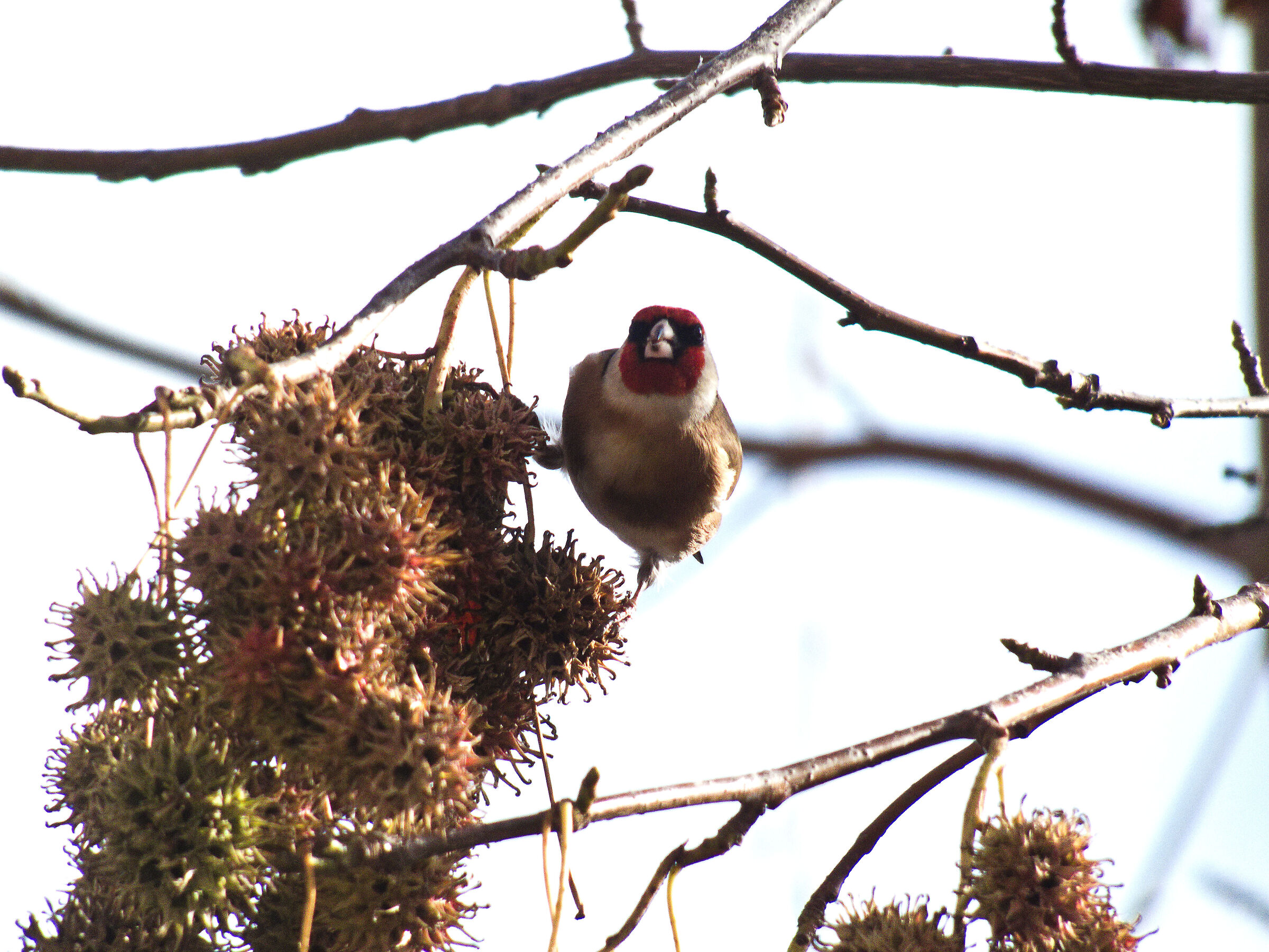 Goldfinch and beech