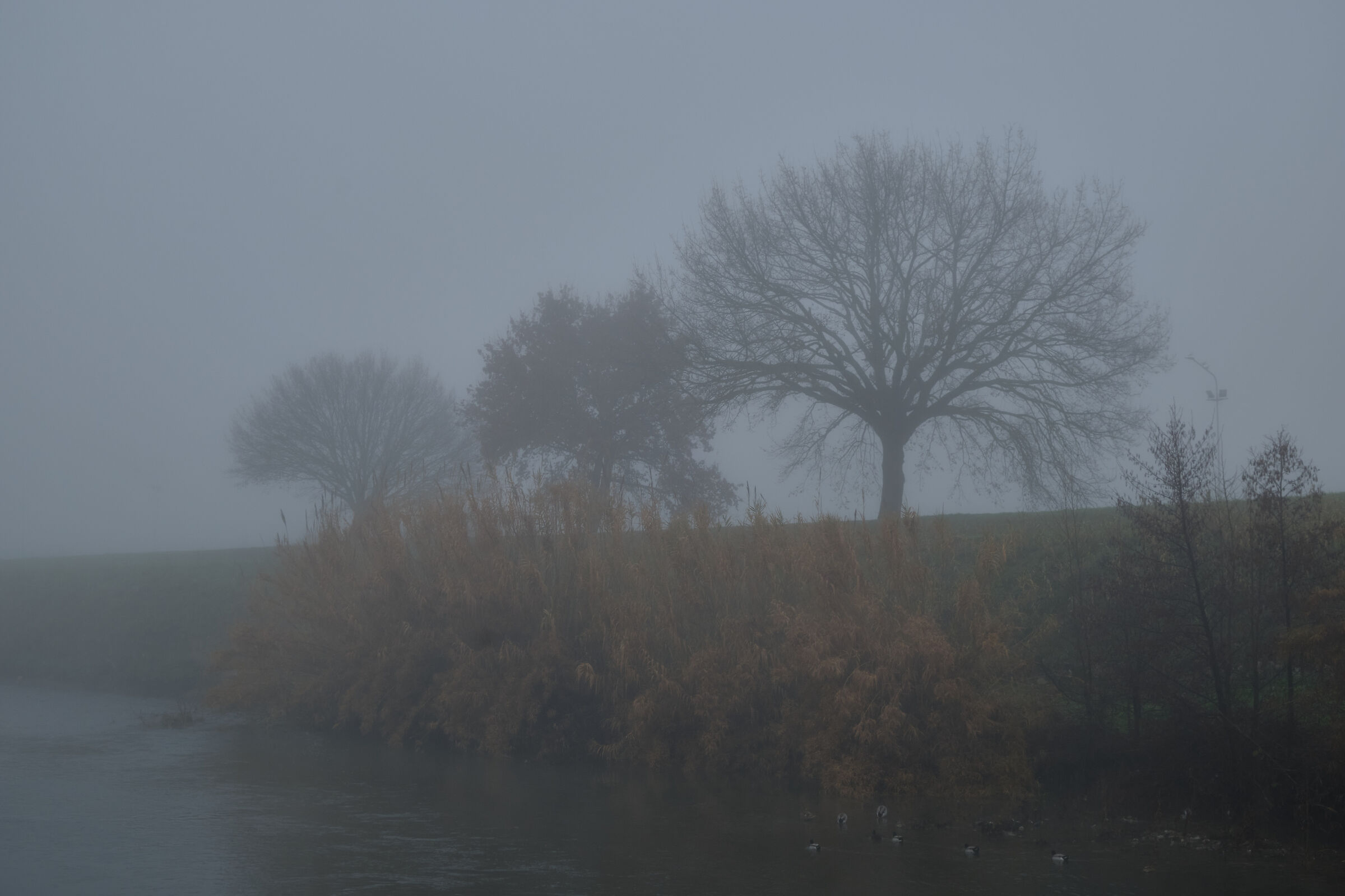 Prato - Alberi nella nebbia lungo il fiume Bisenzio