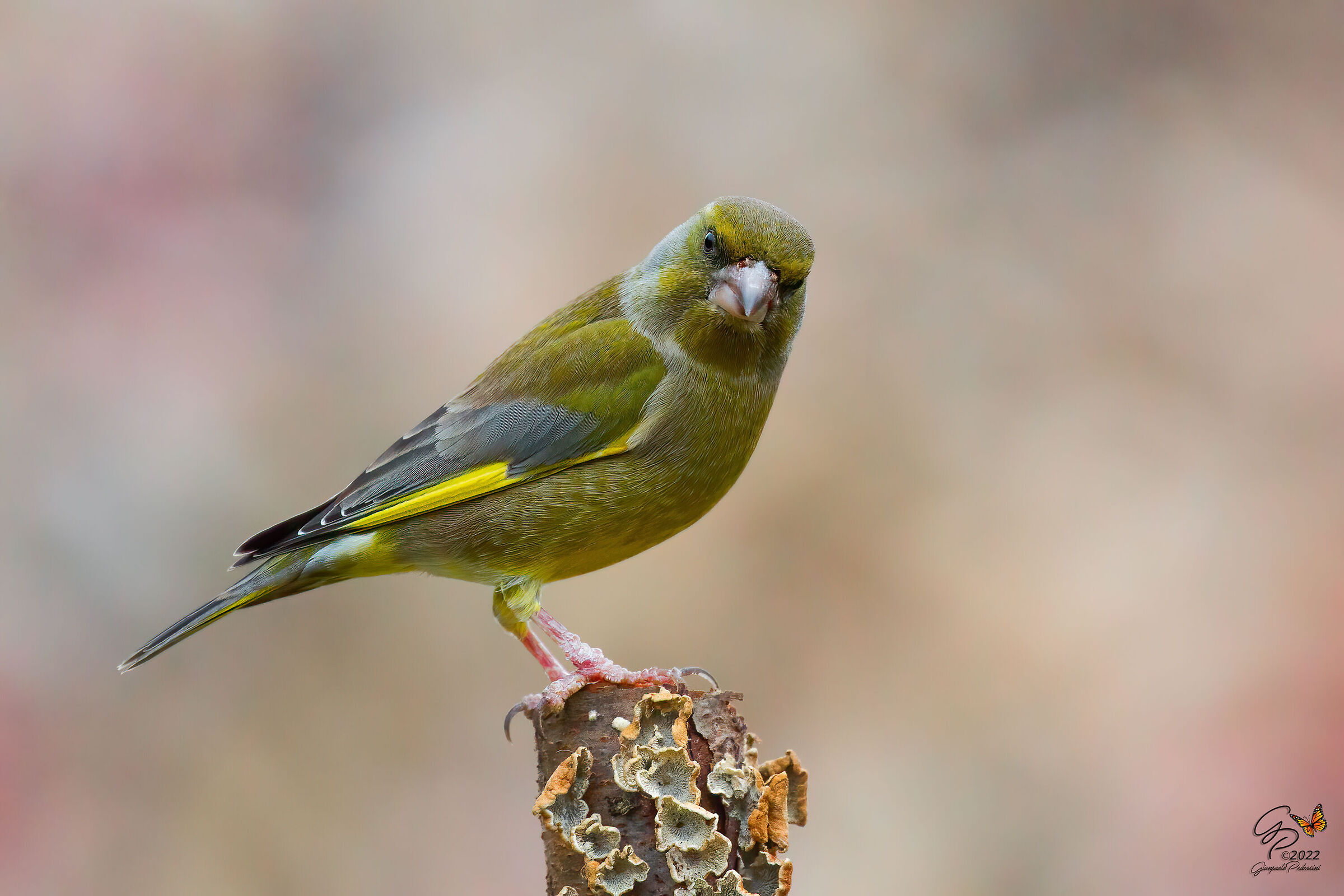 Tutto sotto controllo