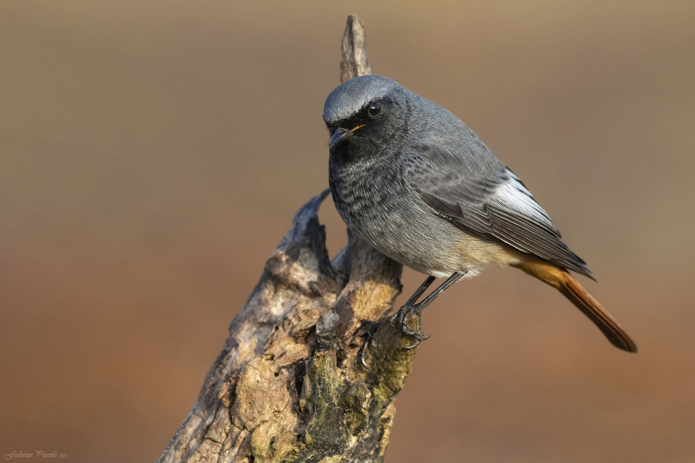 Codirosso spazzacamino