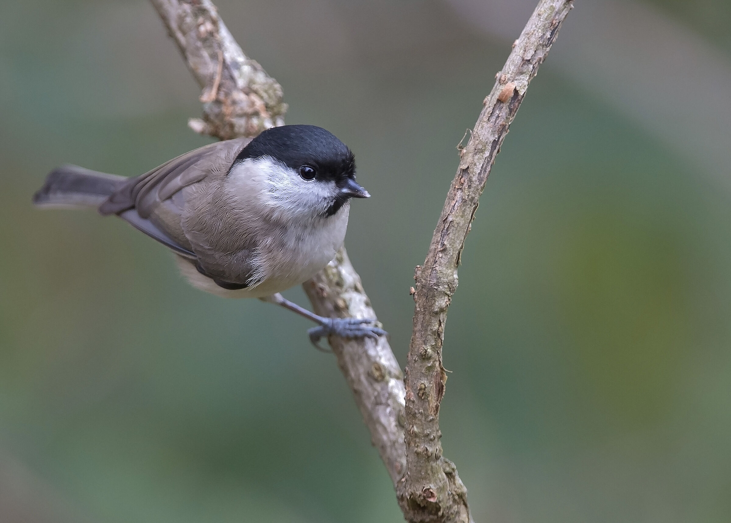 Cincia bigia alpestre