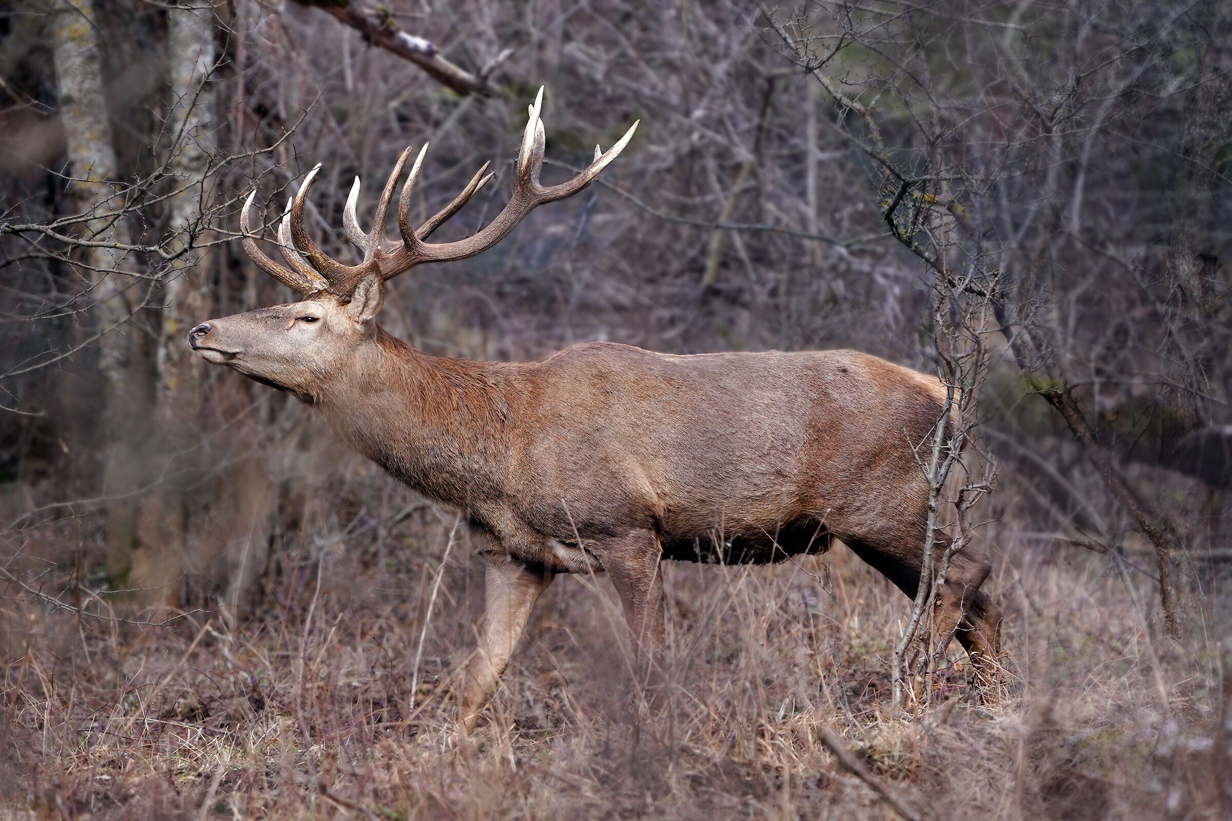 Scent of female - Noble deer