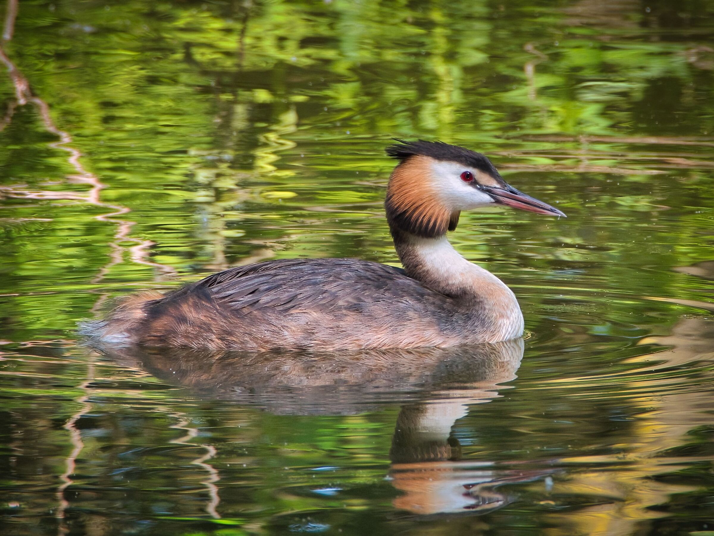 Grebe