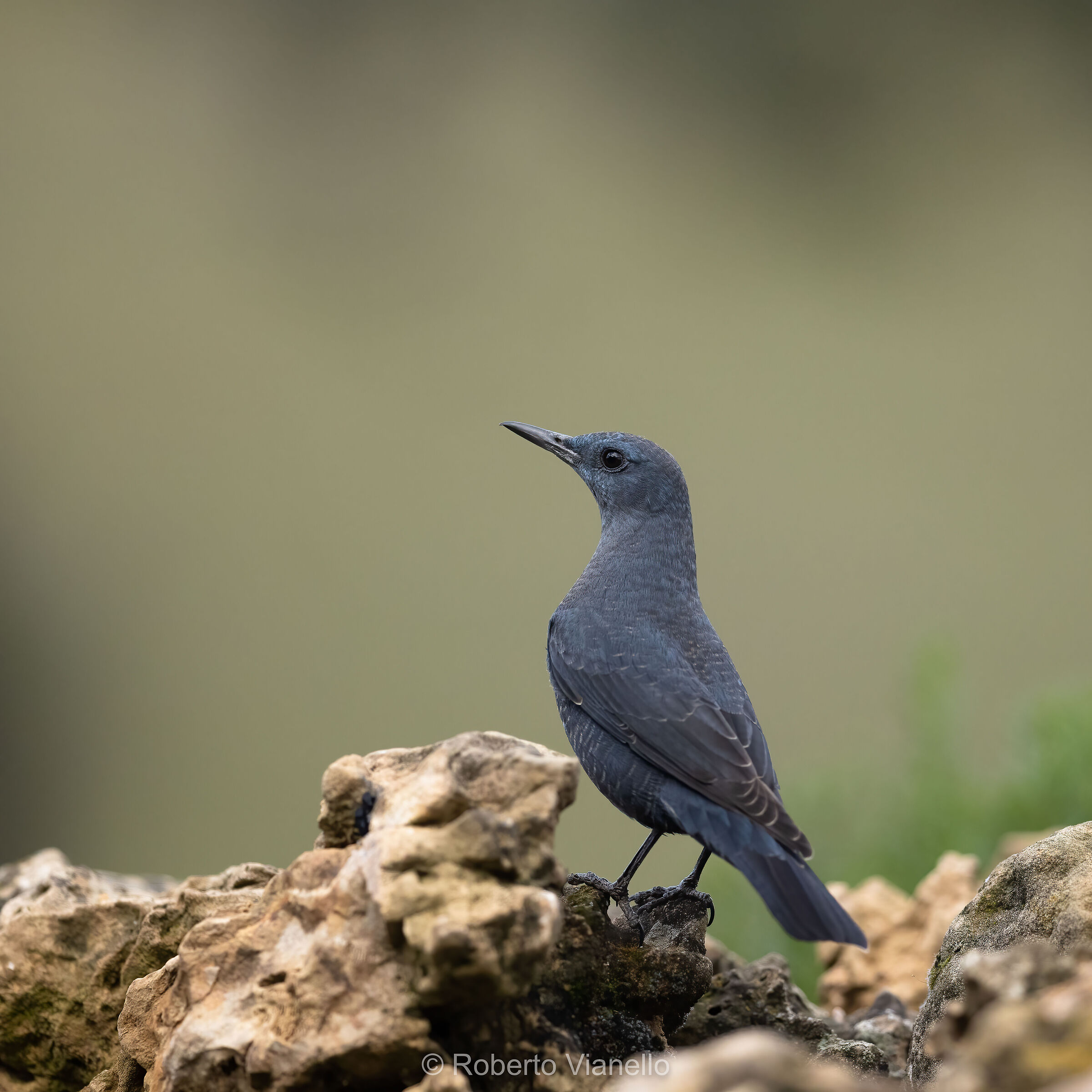 Passero solitario (Monticola solitarius)