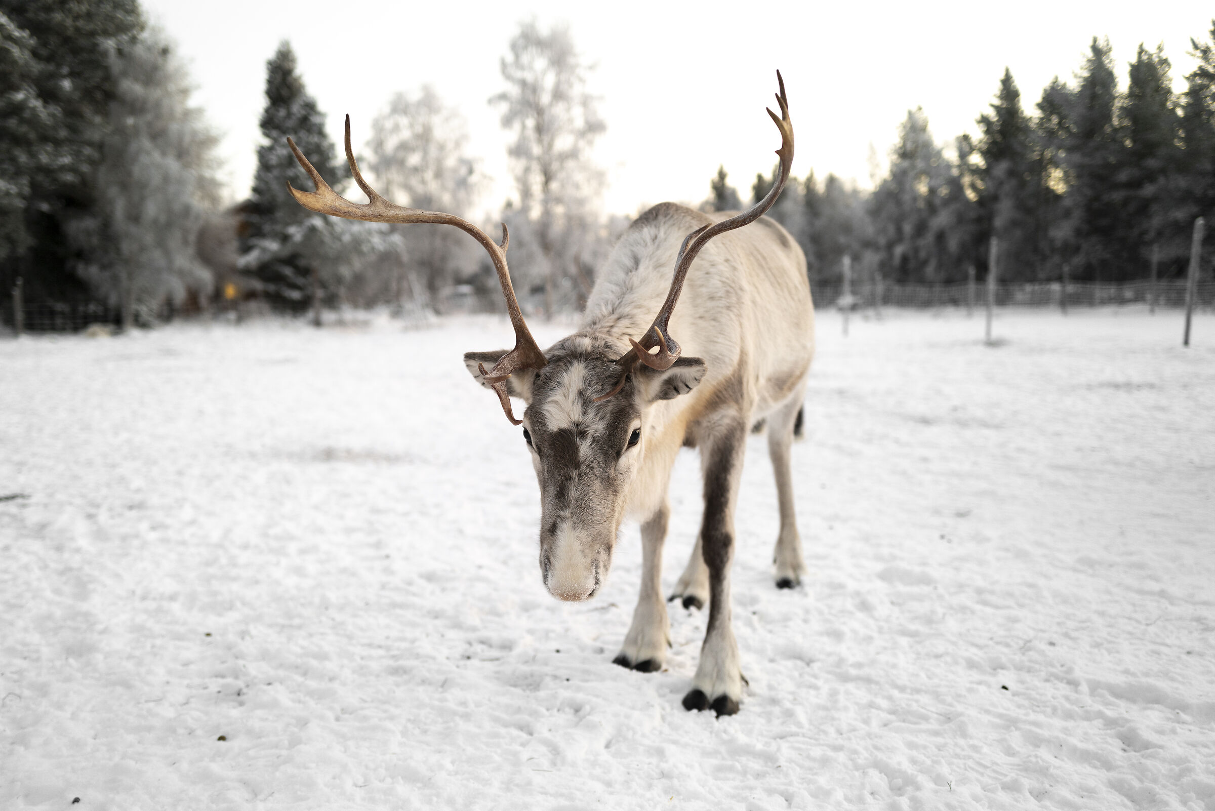 Lappish reindeer