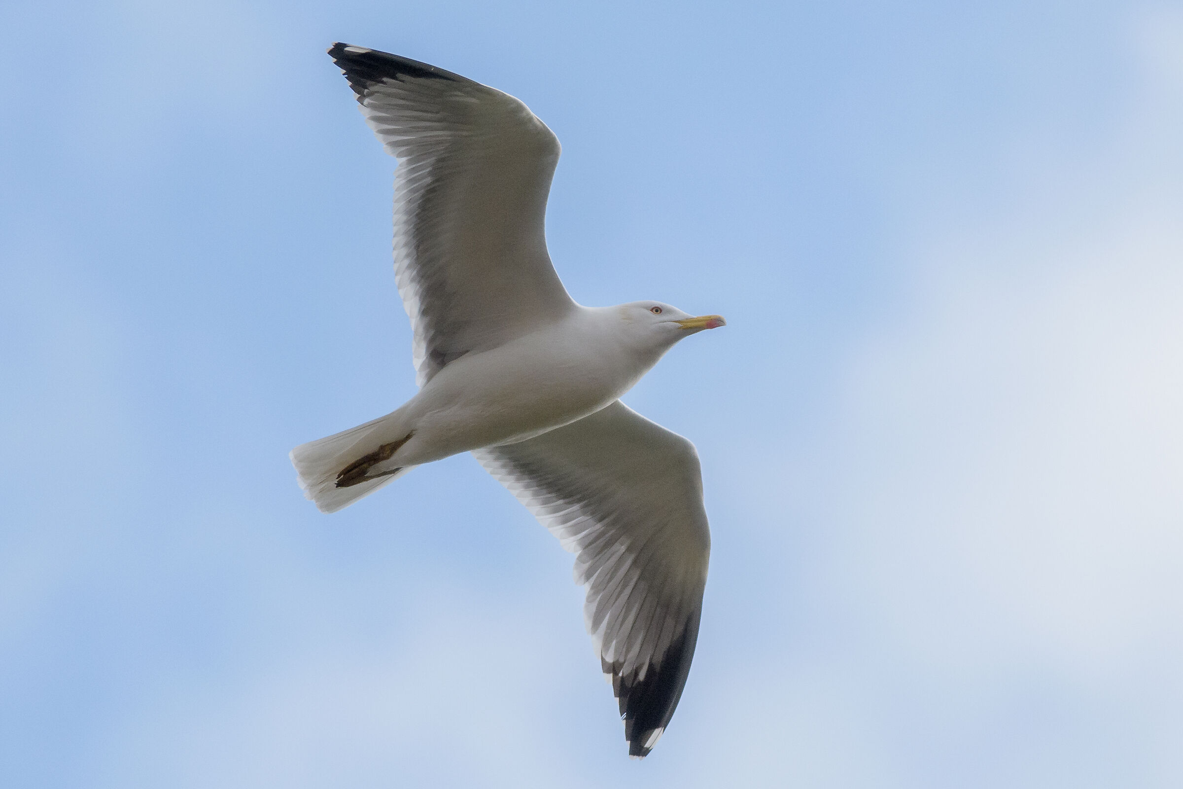 Gull