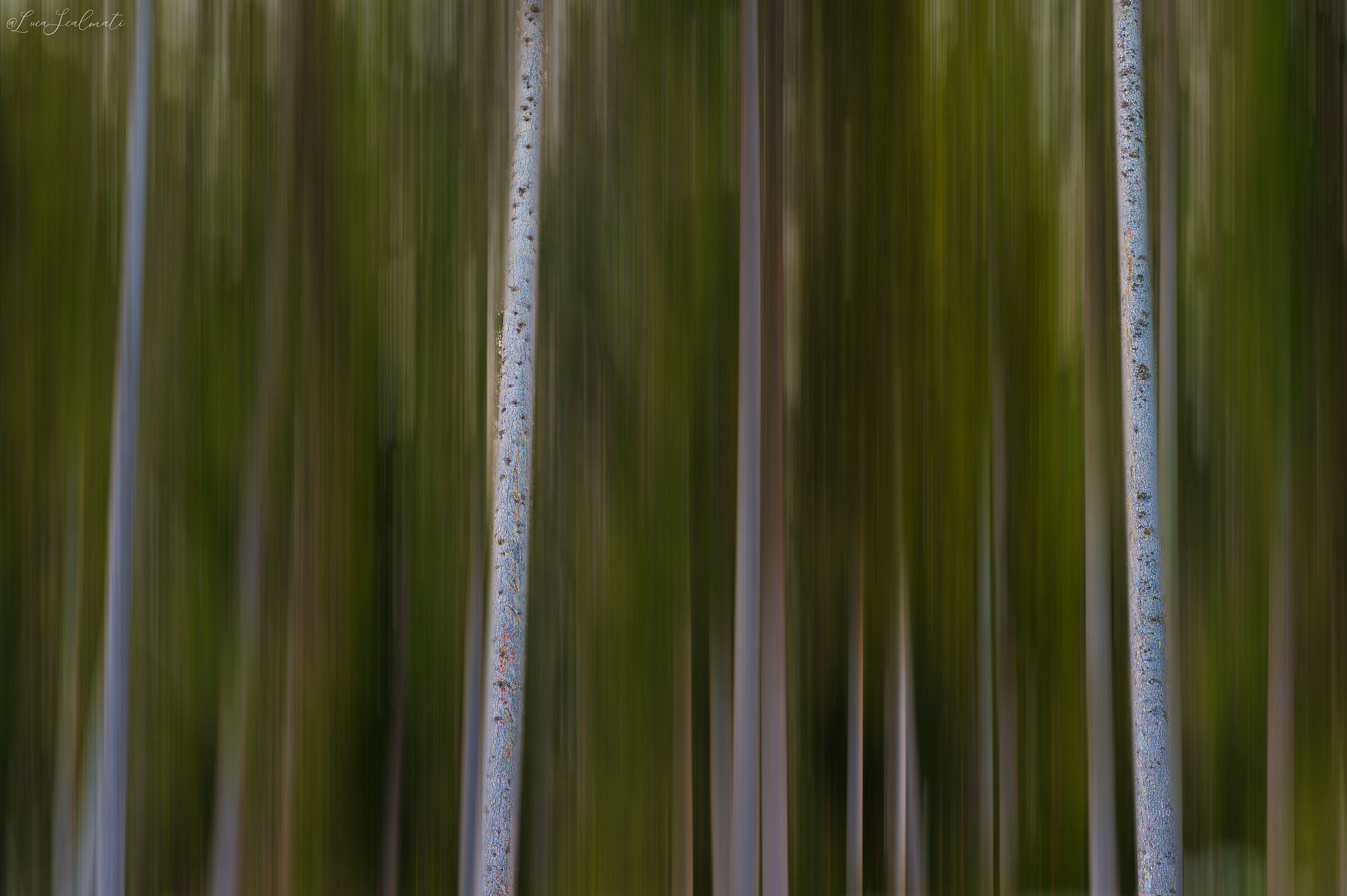 Brushstrokes in the woods