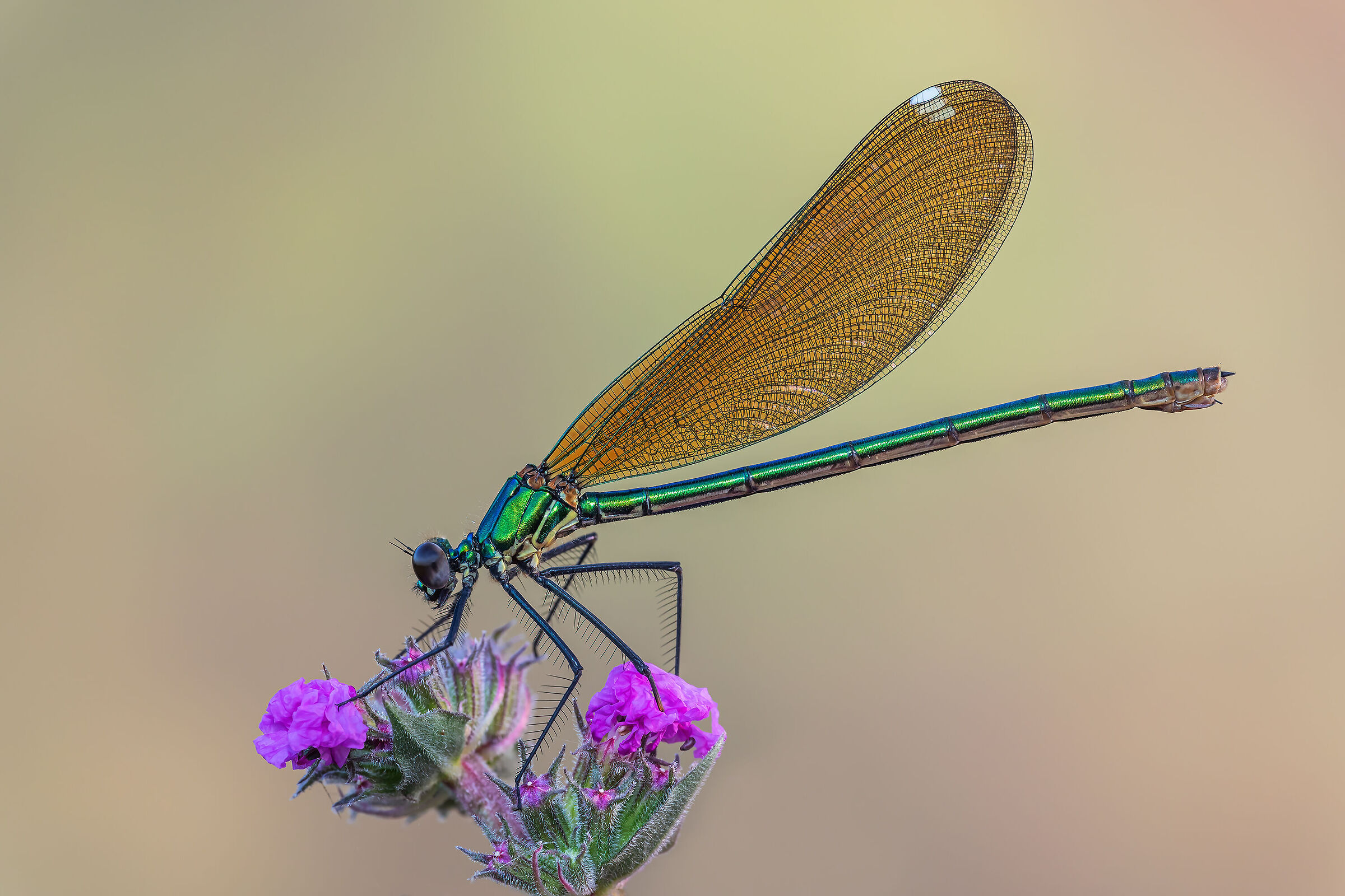 Calopteryx splendens