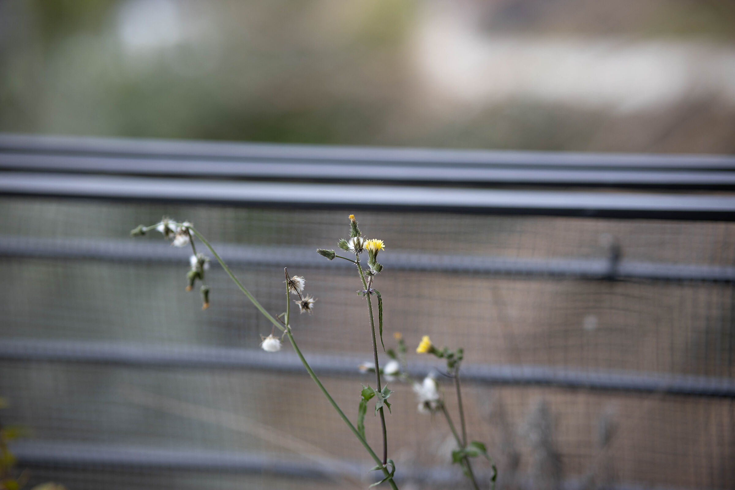 Viltro senza correzioni