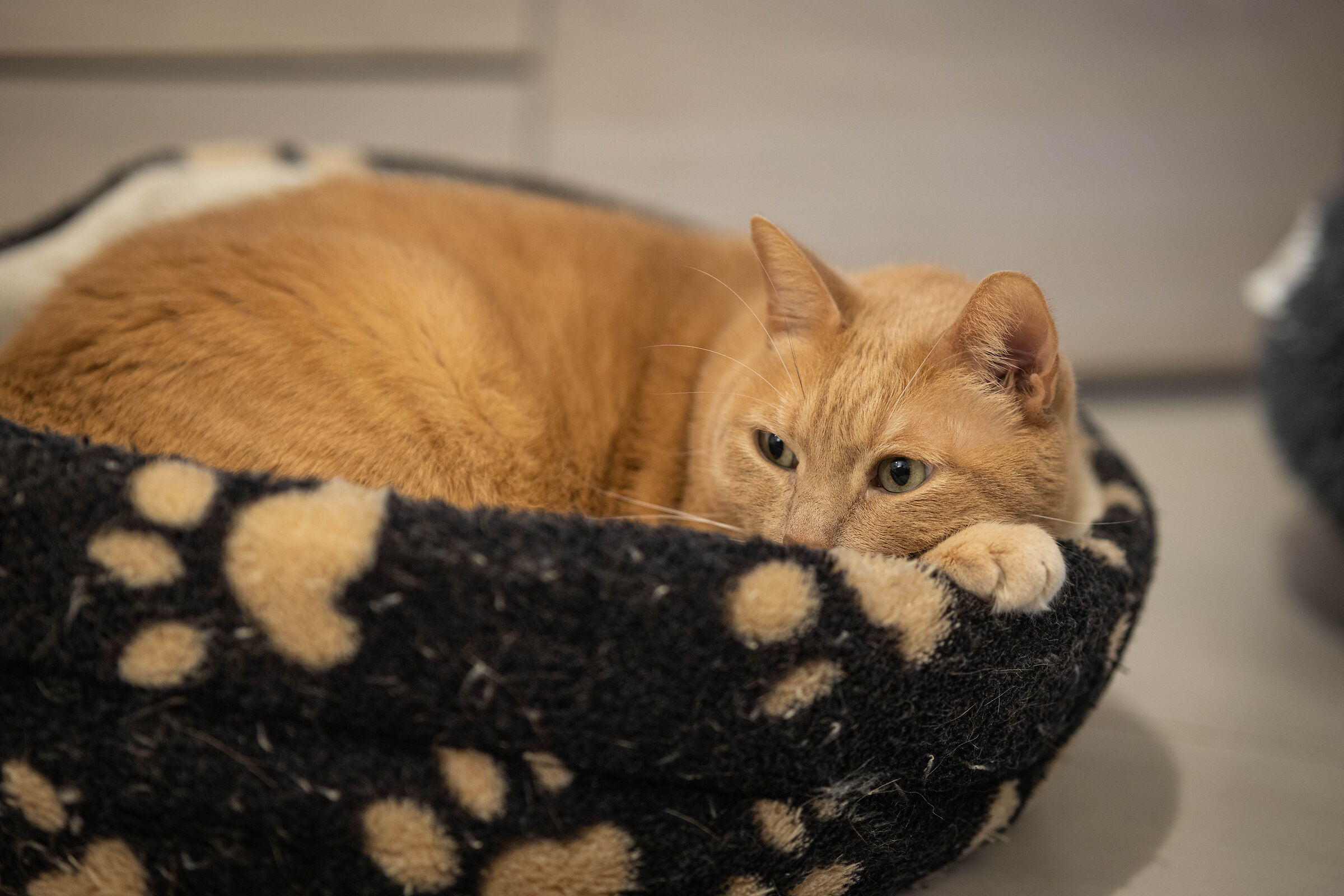 Gulliver "Sta riposando"