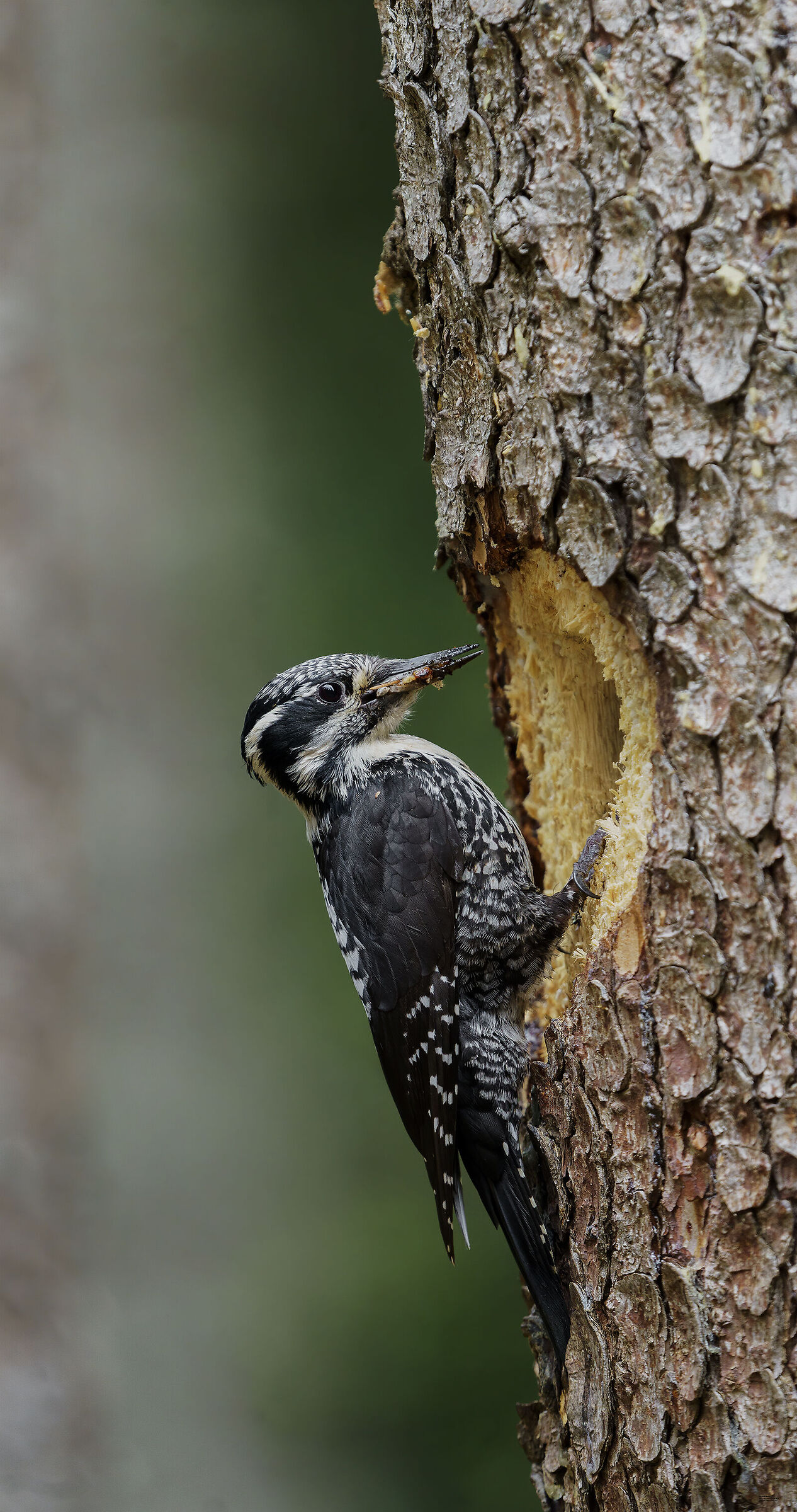 Tridattilo e abete rosso