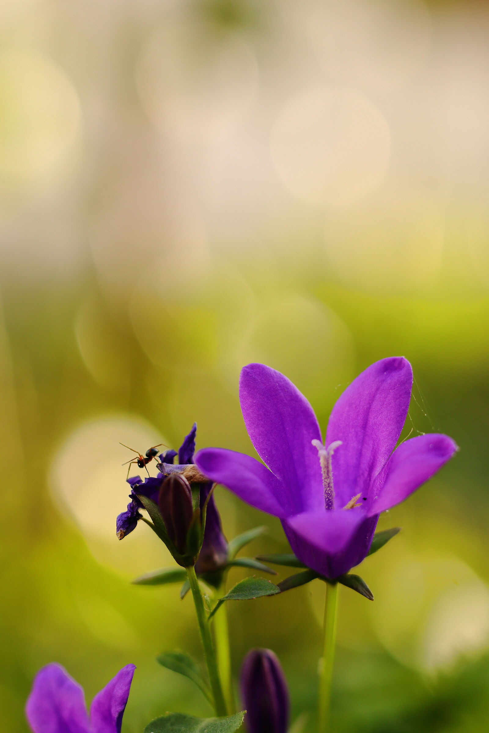 On the Campanula