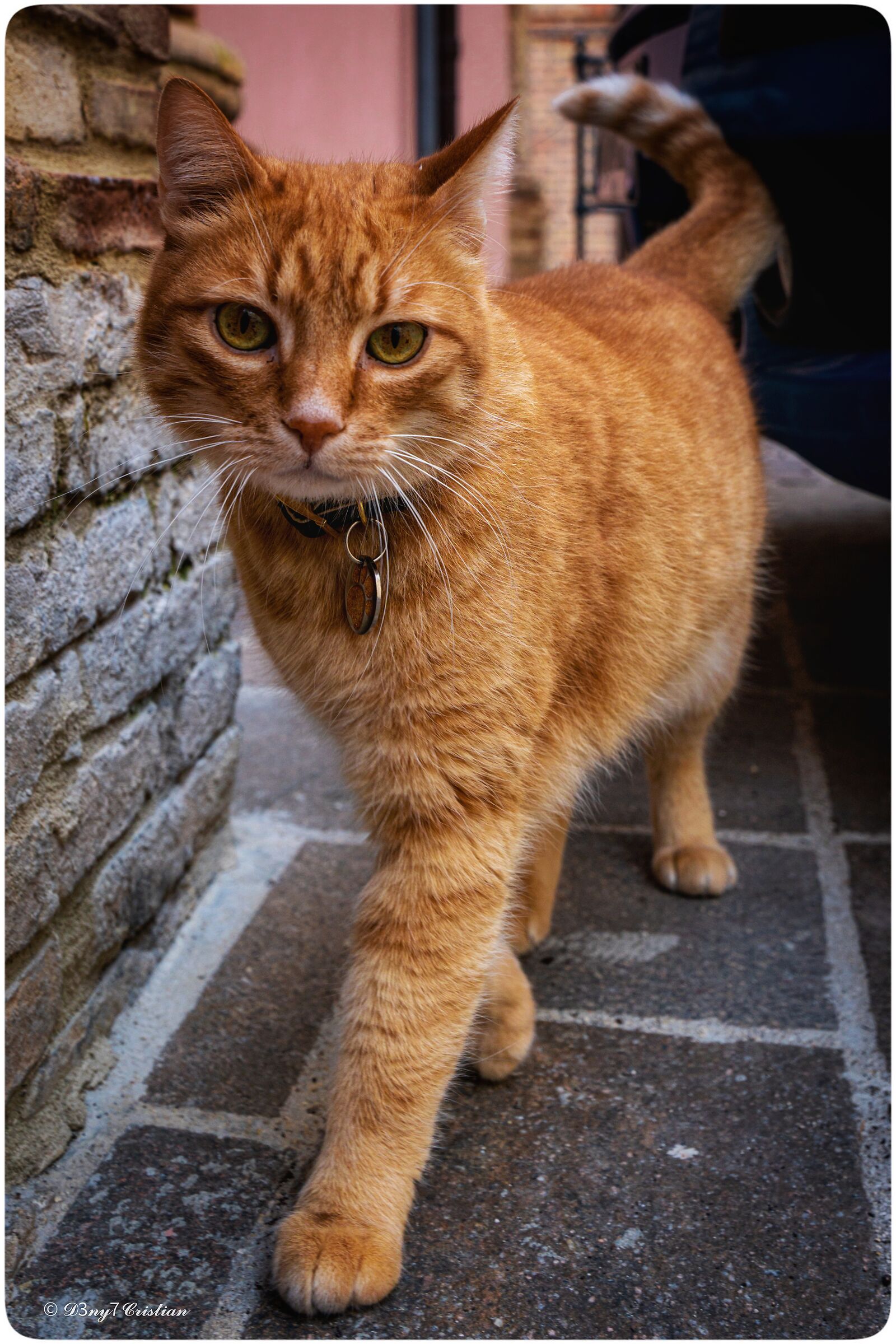 Mi vuoi accarezzare...