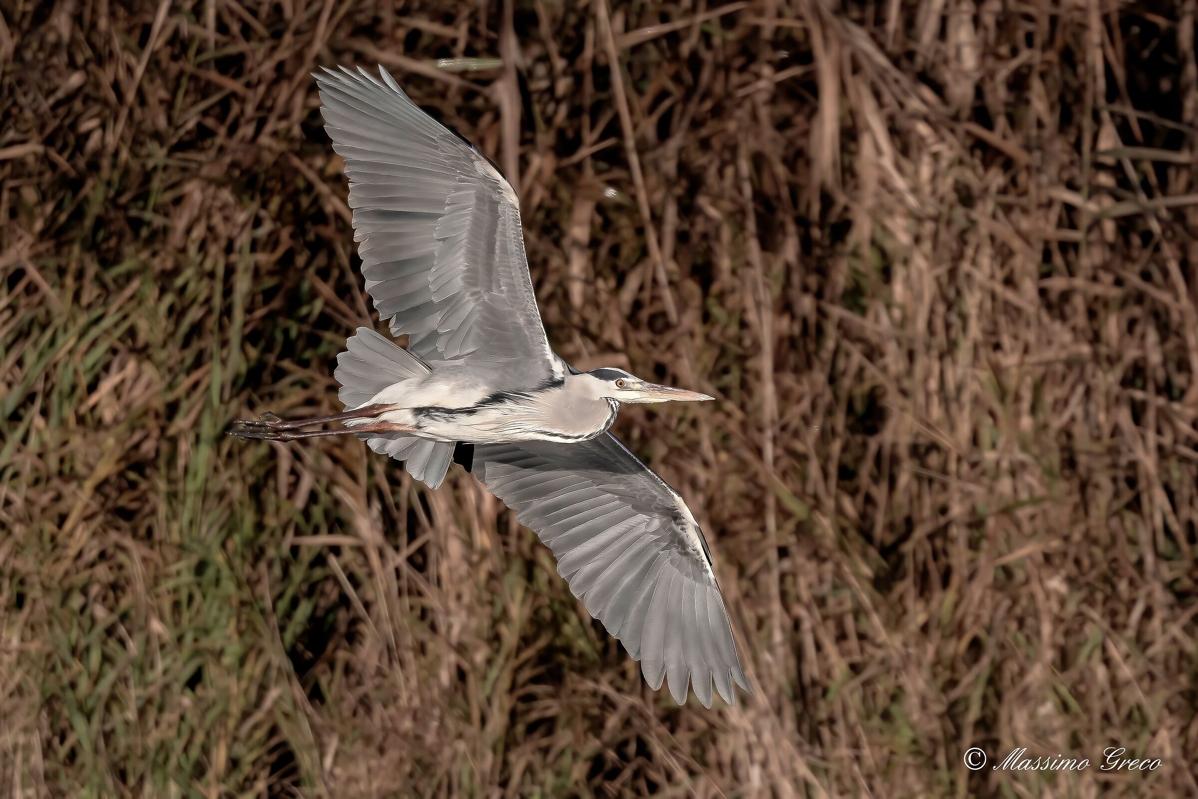 Grey heron (Ardea cinerea)