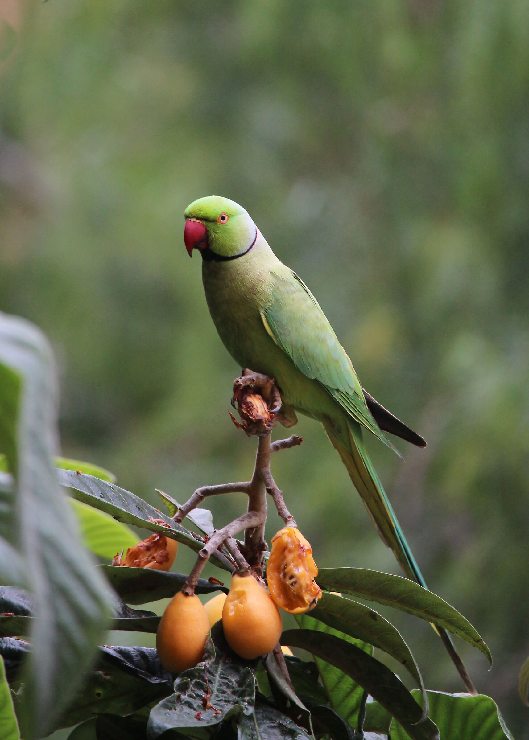 Green parrot