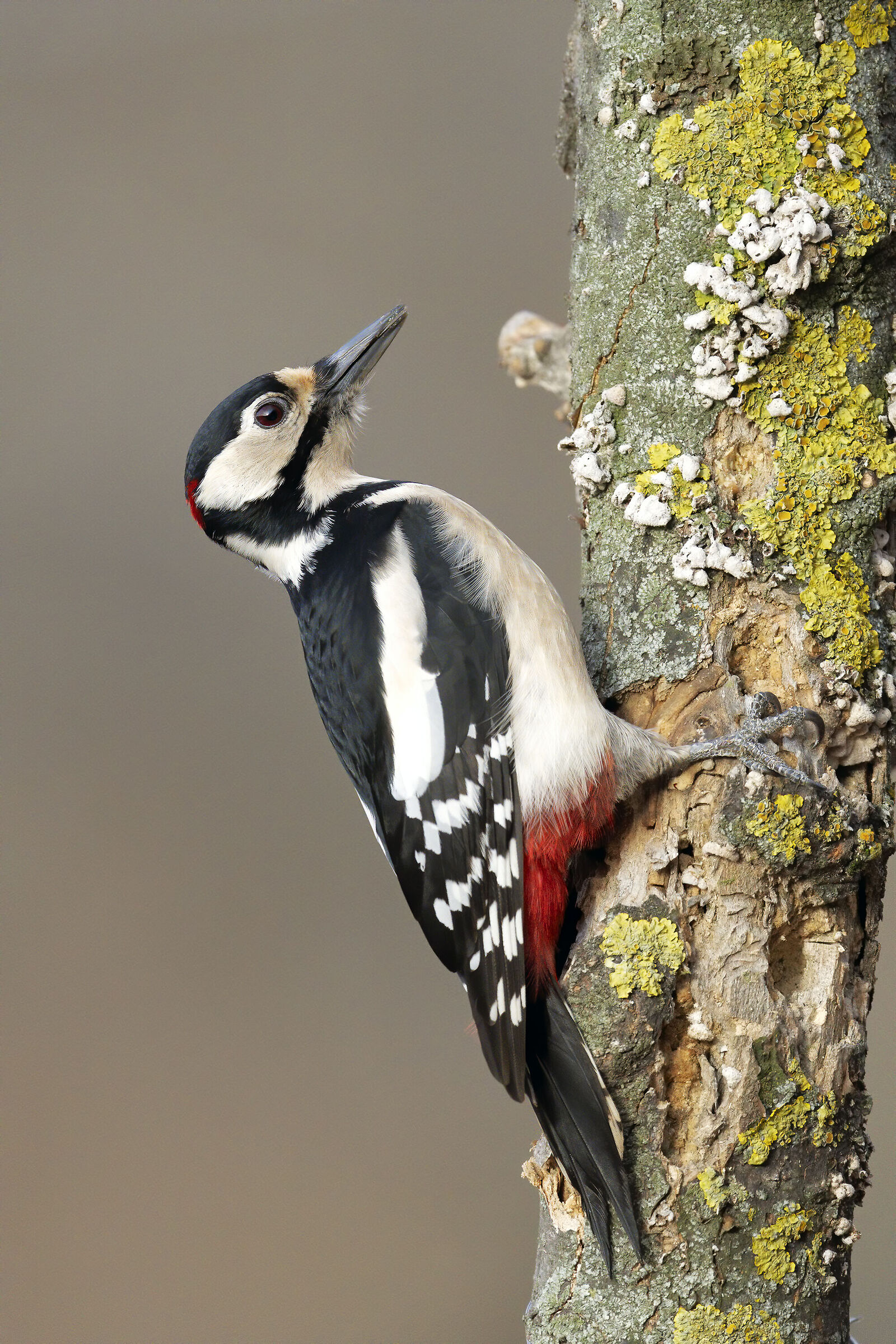 Greater red woodpecker