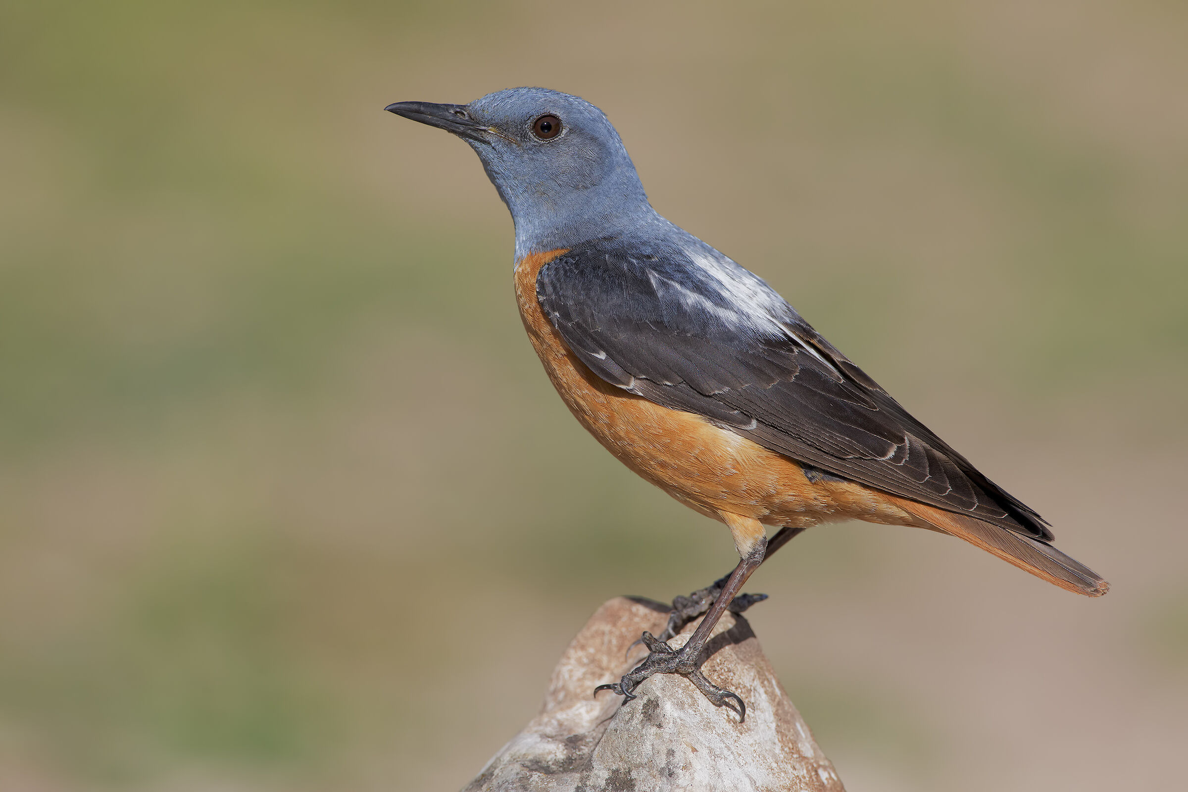 Rock thrush