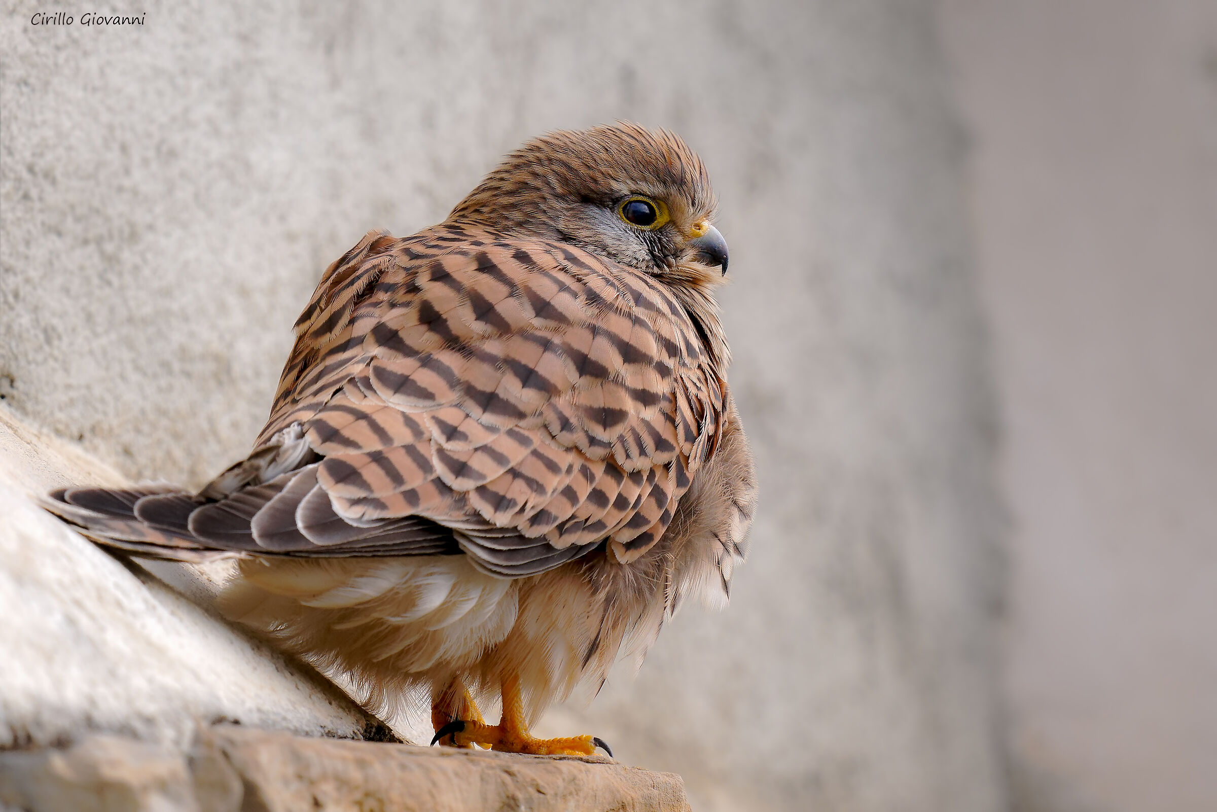 Kestrel