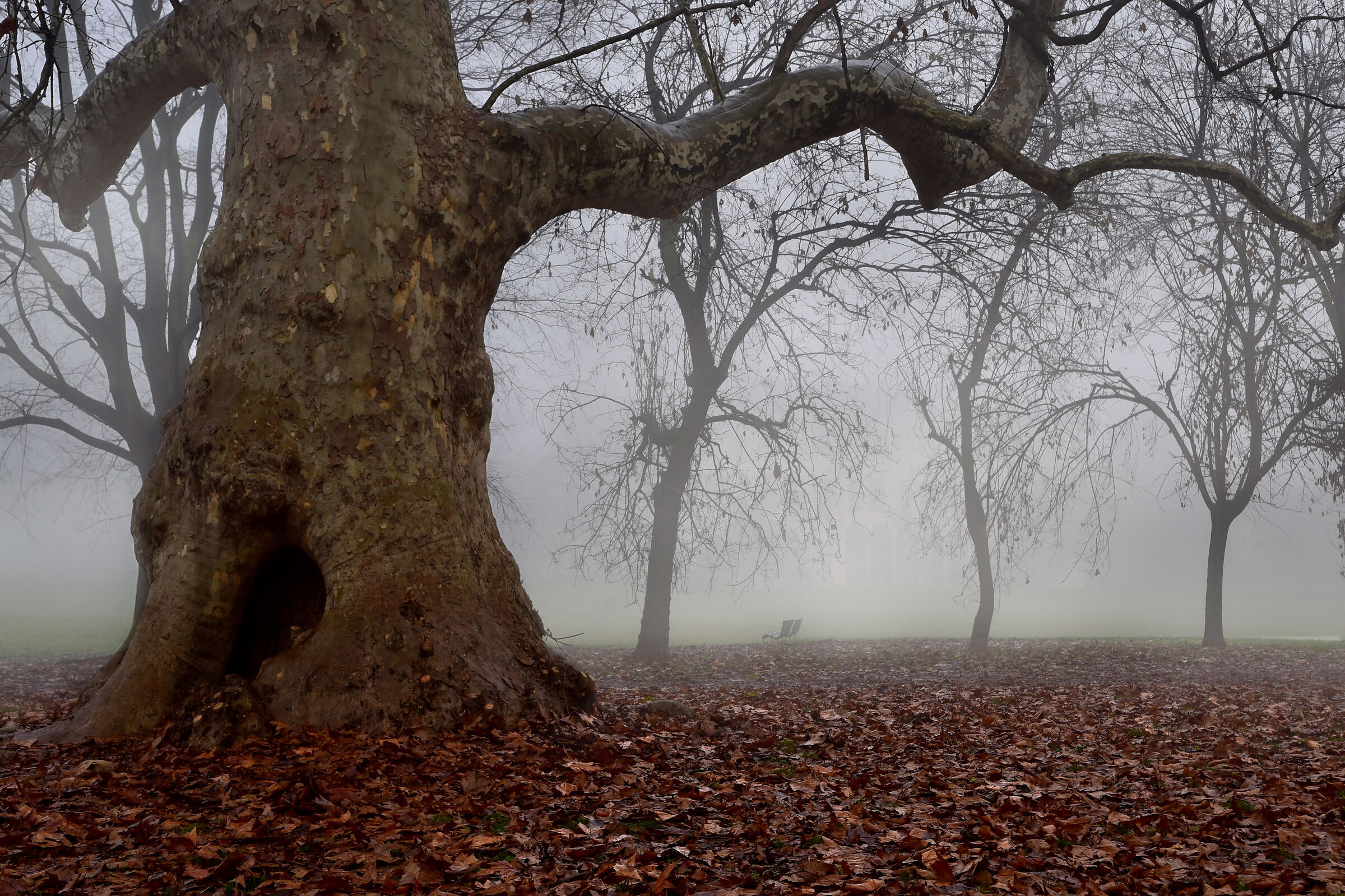 albero  nella nebbia