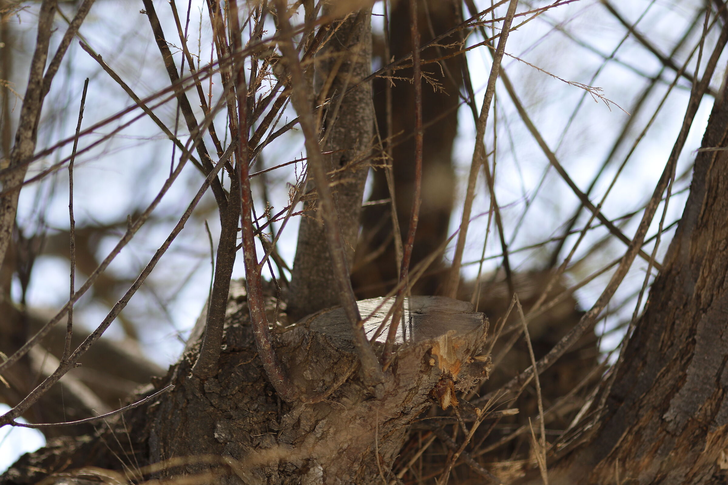 Canon 7D II / 135 F.2 L USM