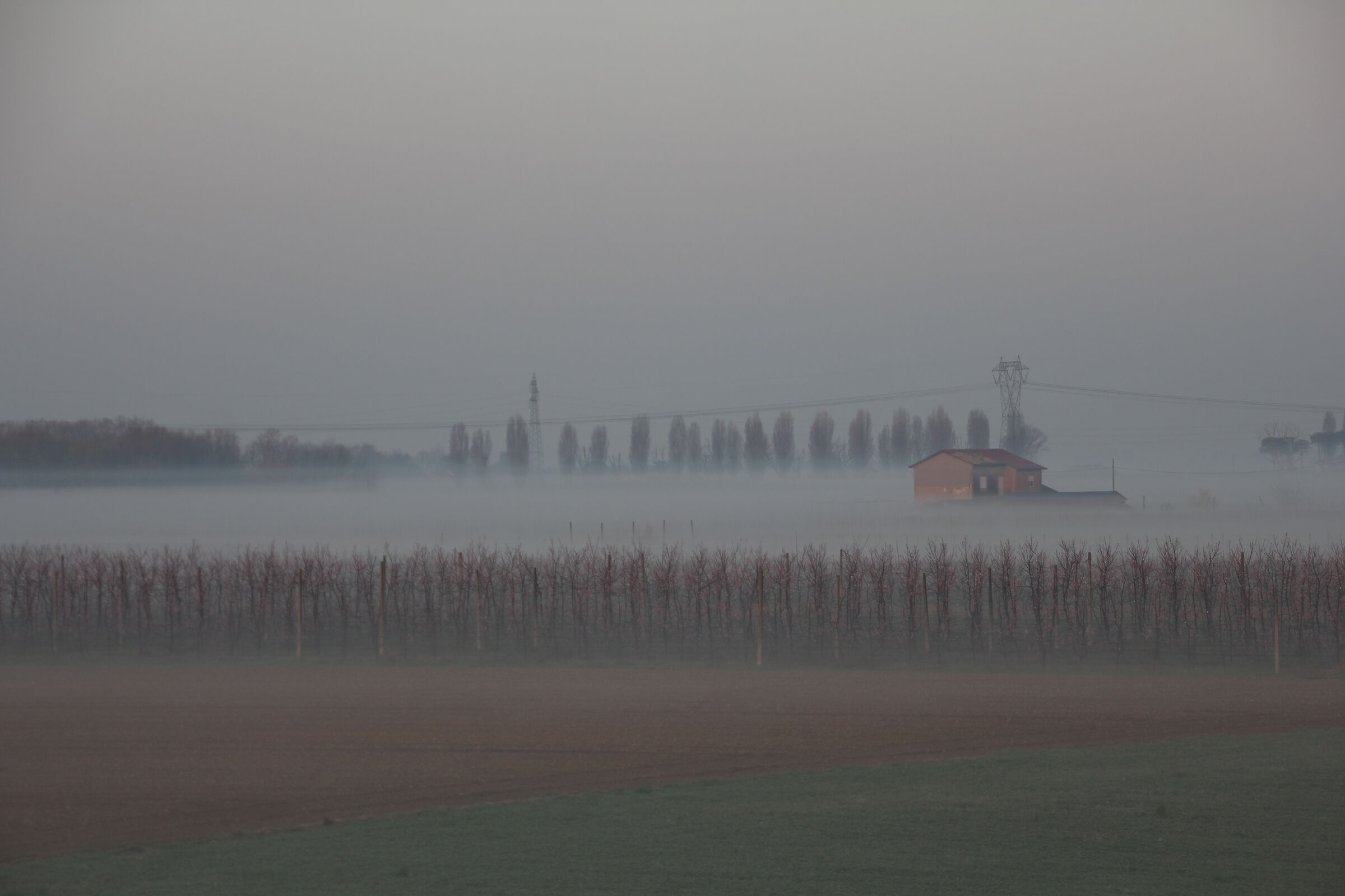 Fog