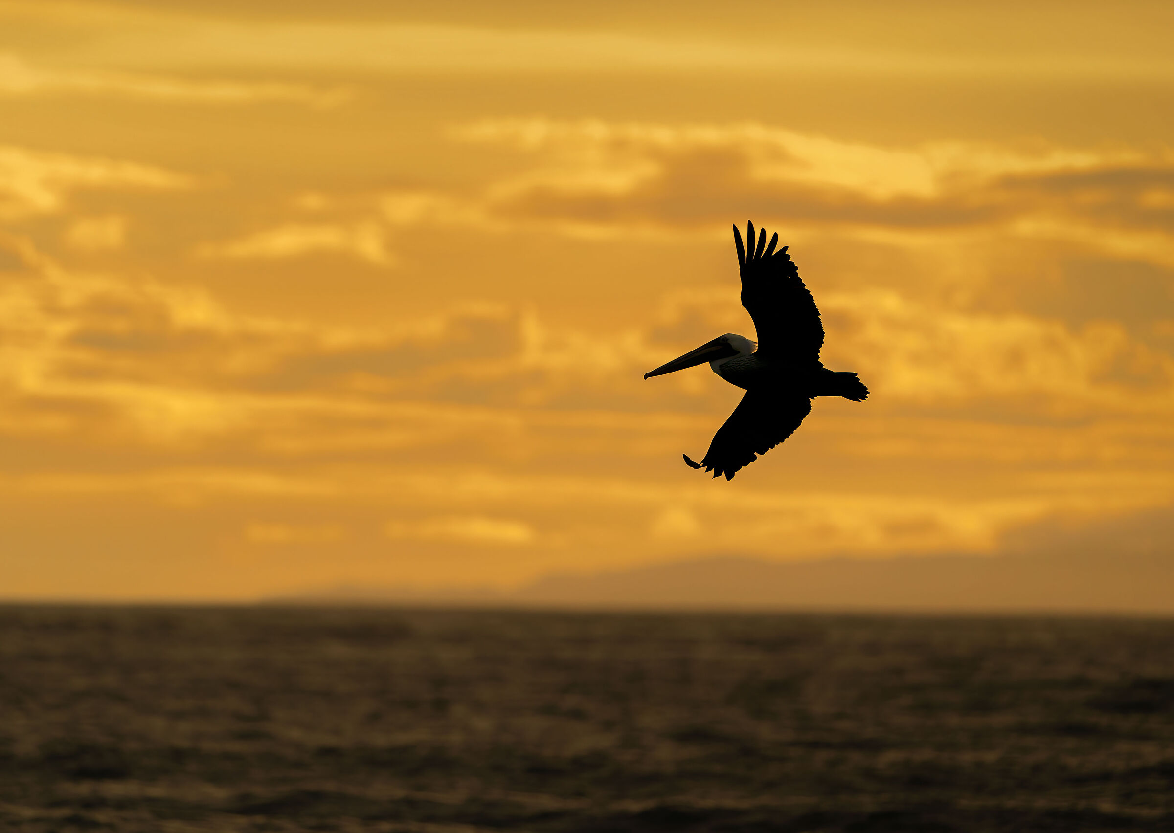 Pelican at sunset